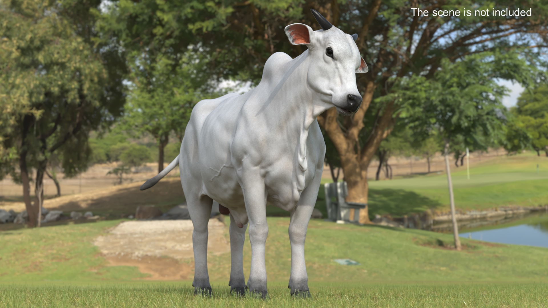 3D model Ongole Cattle Male Rigged