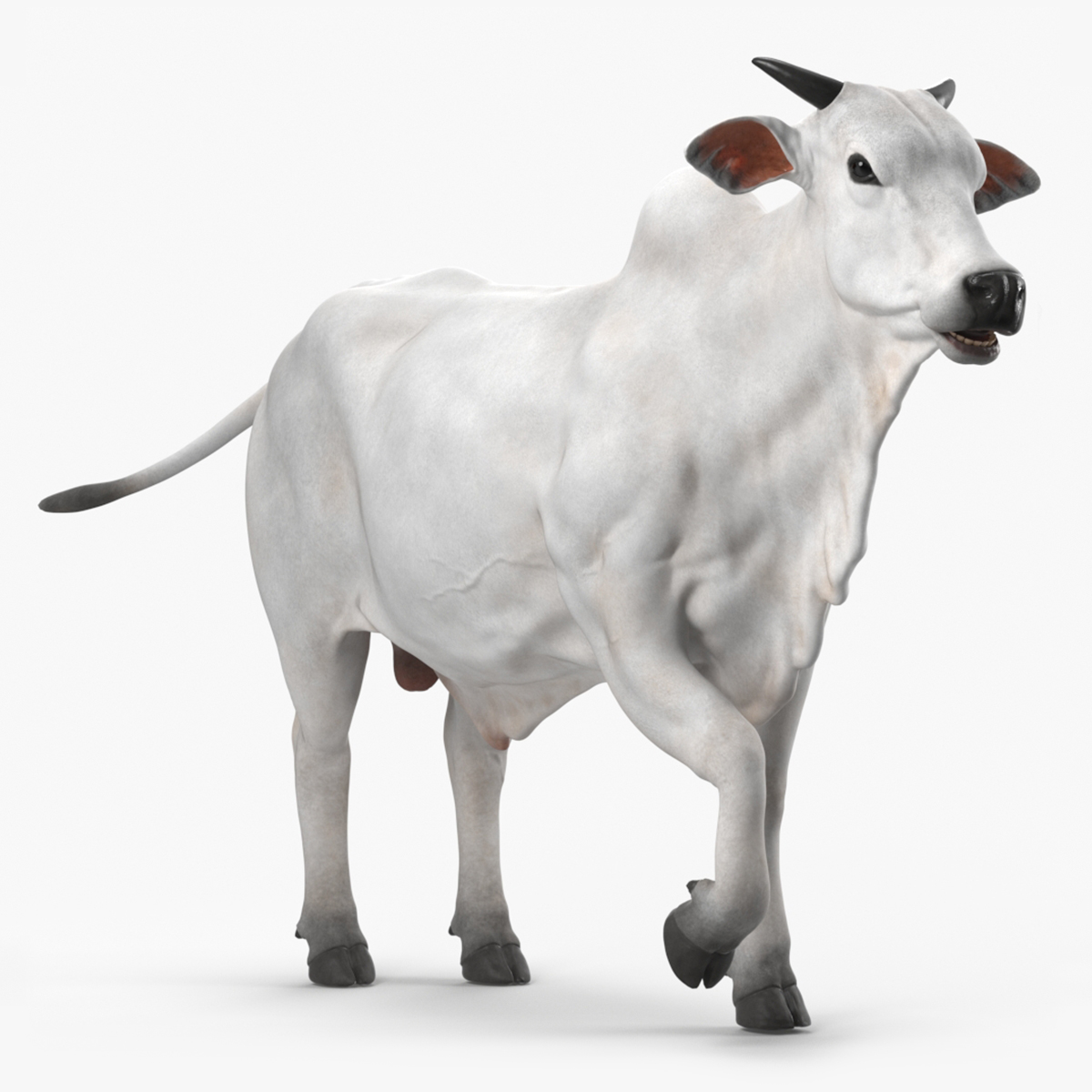 3D model Ongole Cattle Male Rigged