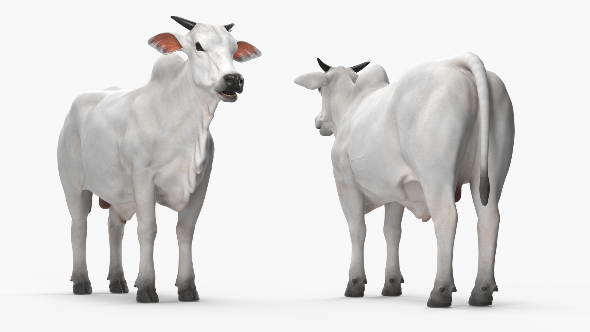 3D model Ongole Cattle Male Rigged