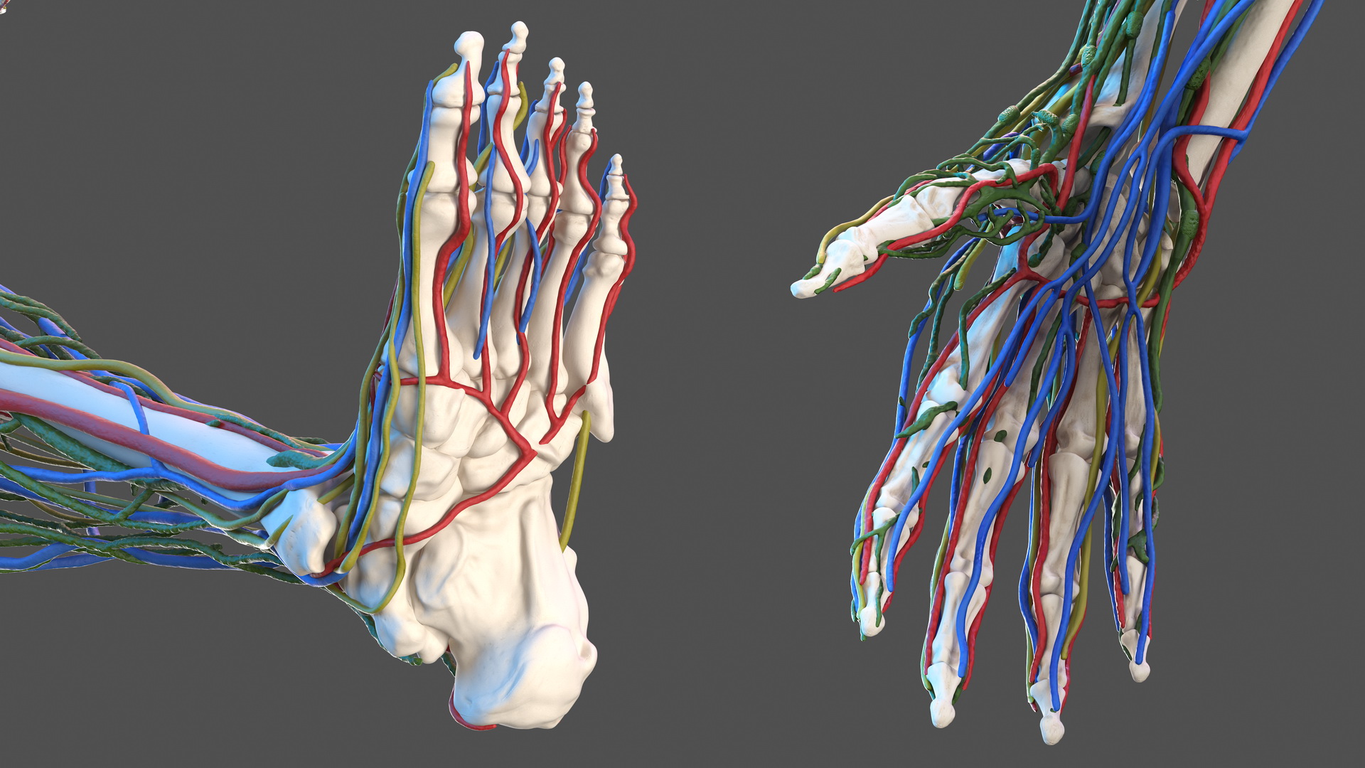 3D Male Skeleton Cardiovascular Lymphaticand Nervous Systems and Skin