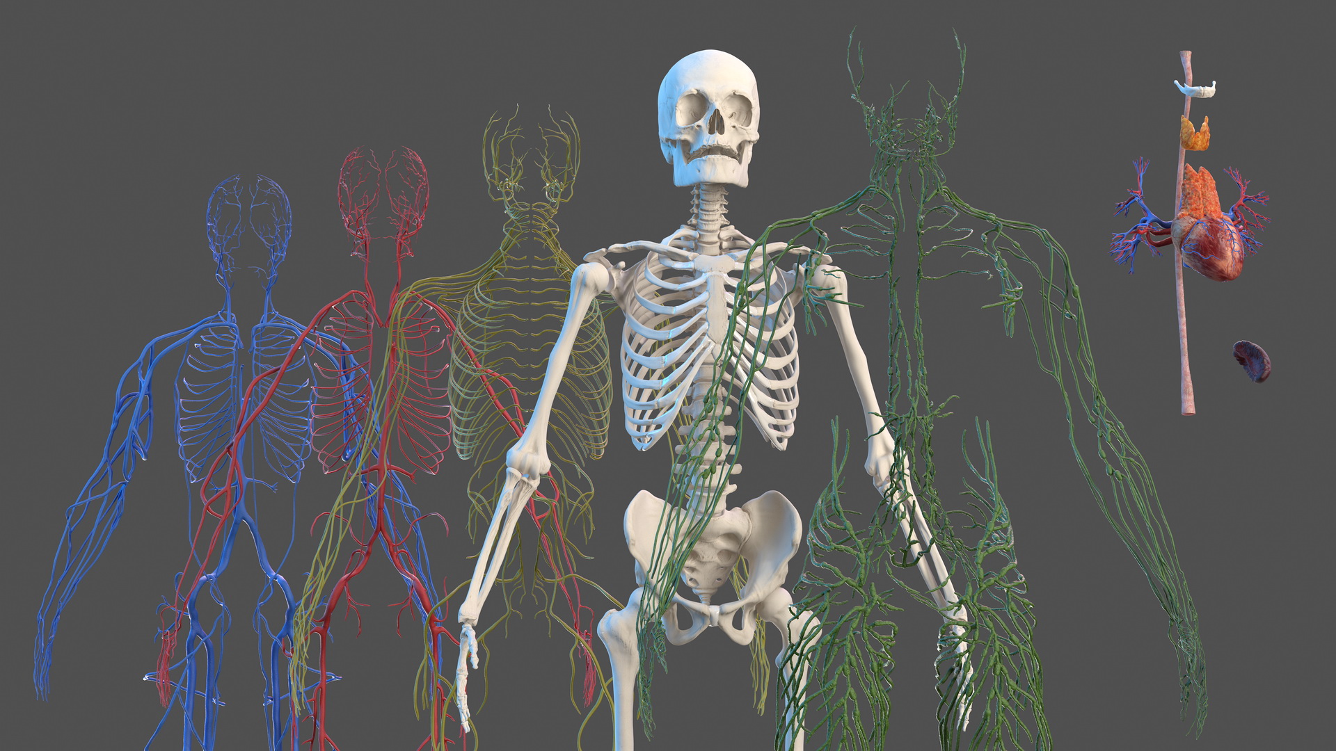 3D Male Skeleton Cardiovascular Lymphaticand Nervous Systems and Skin