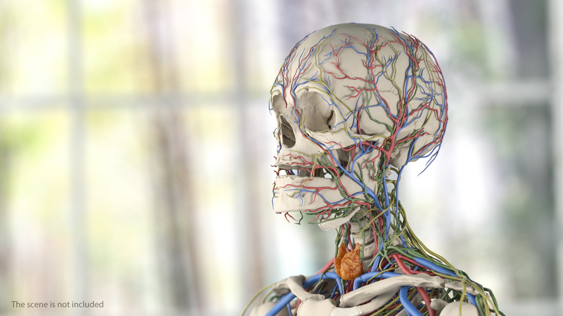 3D Male Skeleton Cardiovascular Lymphaticand Nervous Systems and Skin