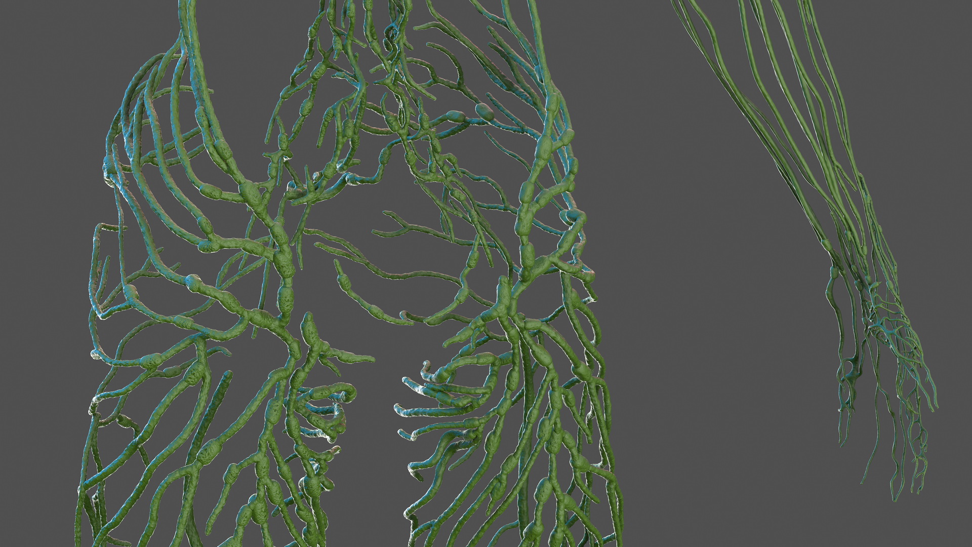 3D Male Skeleton Cardiovascular Lymphaticand Nervous Systems and Skin