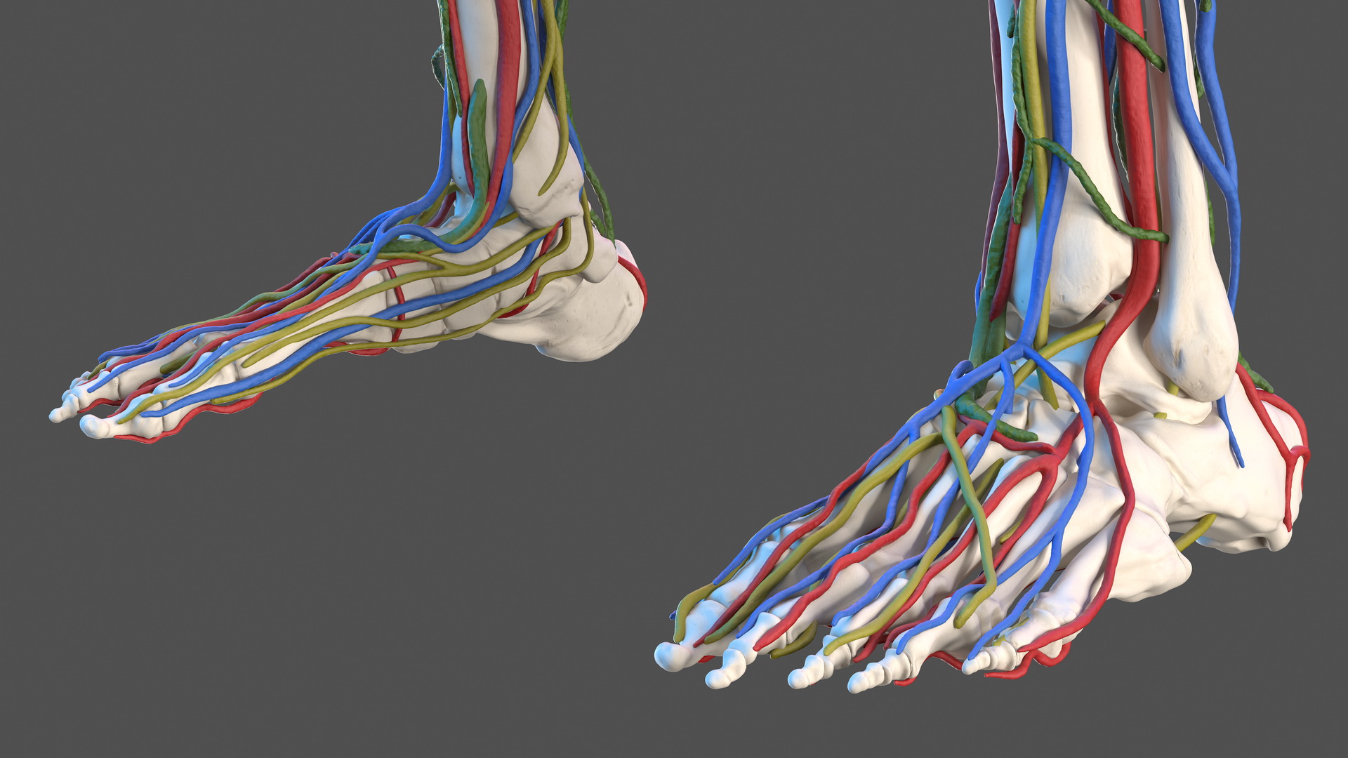 3D Male Skeleton Cardiovascular Lymphaticand Nervous Systems and Skin