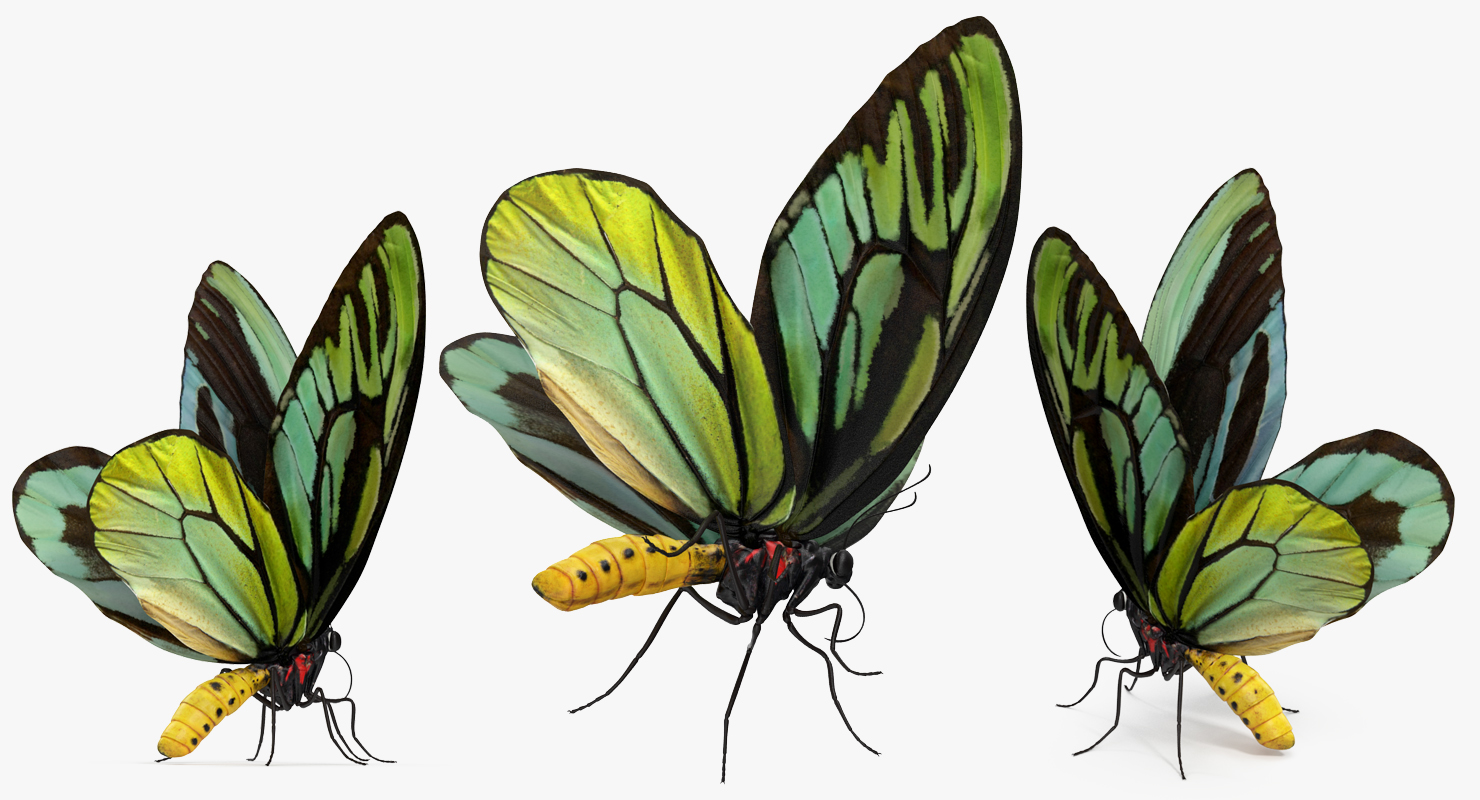 Queen Alexandras Birdwing Butterfly Rigged 3D