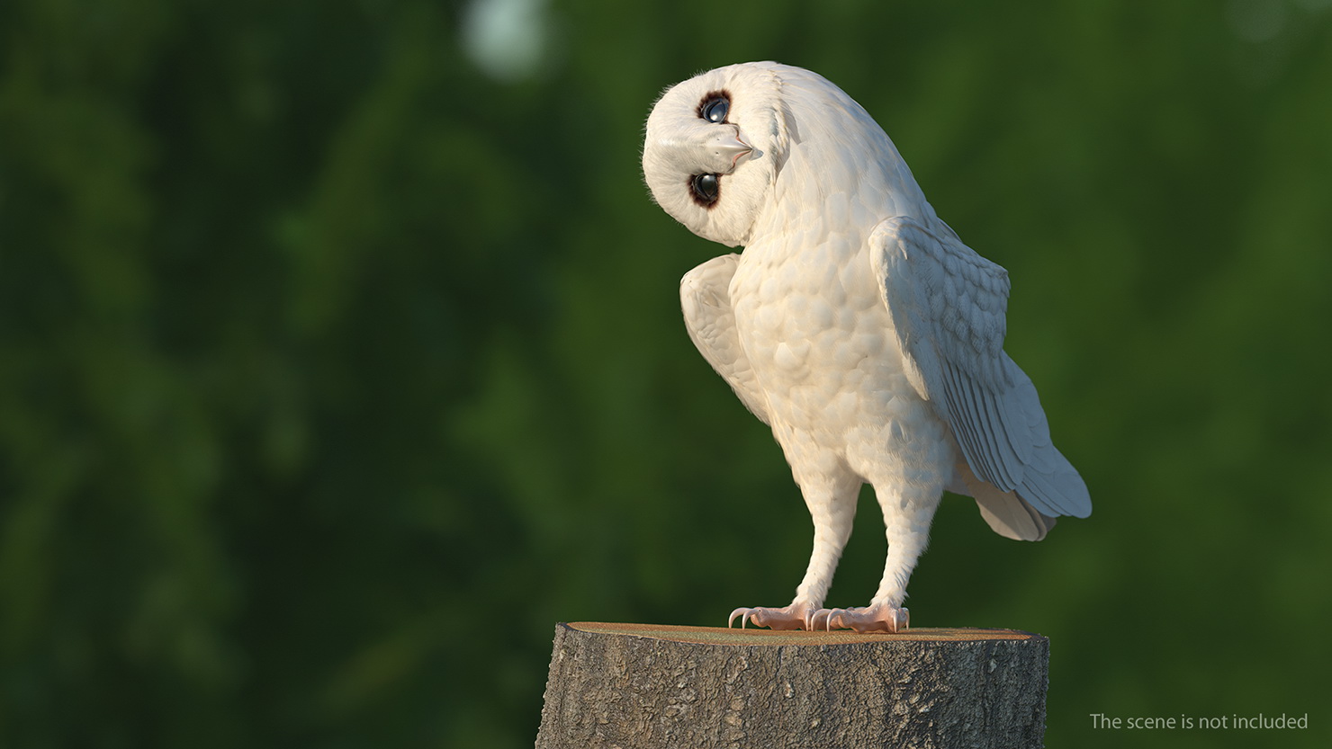 White Barn Owl 3D model