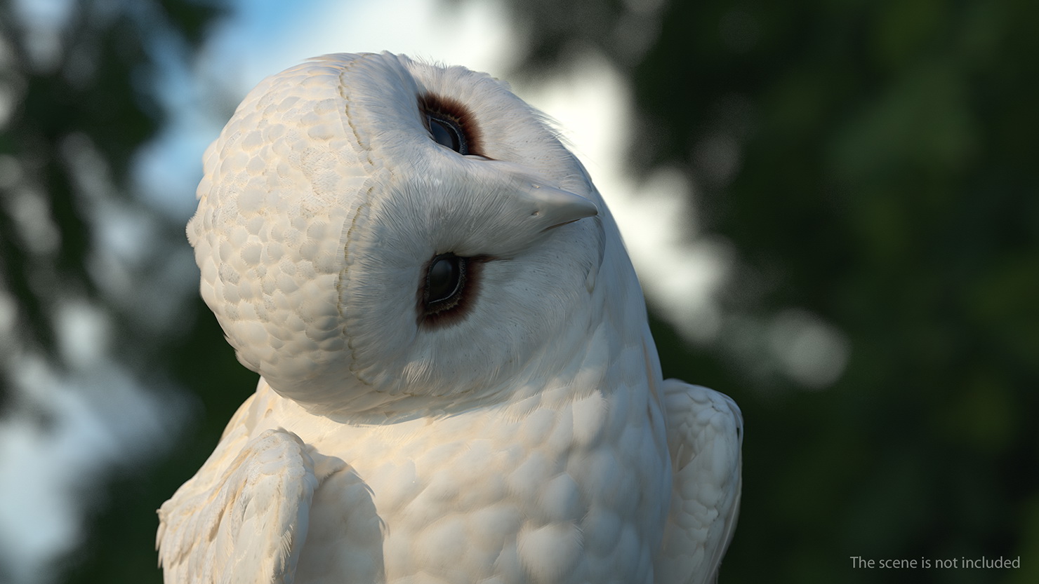 White Barn Owl 3D model