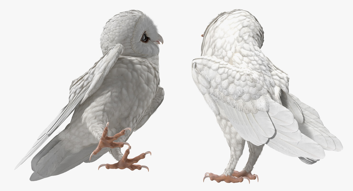 White Barn Owl 3D model