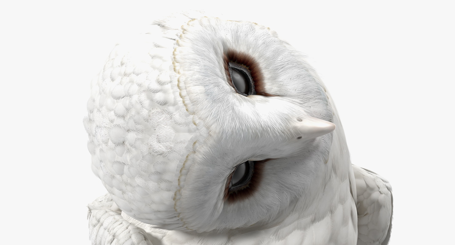 White Barn Owl 3D model