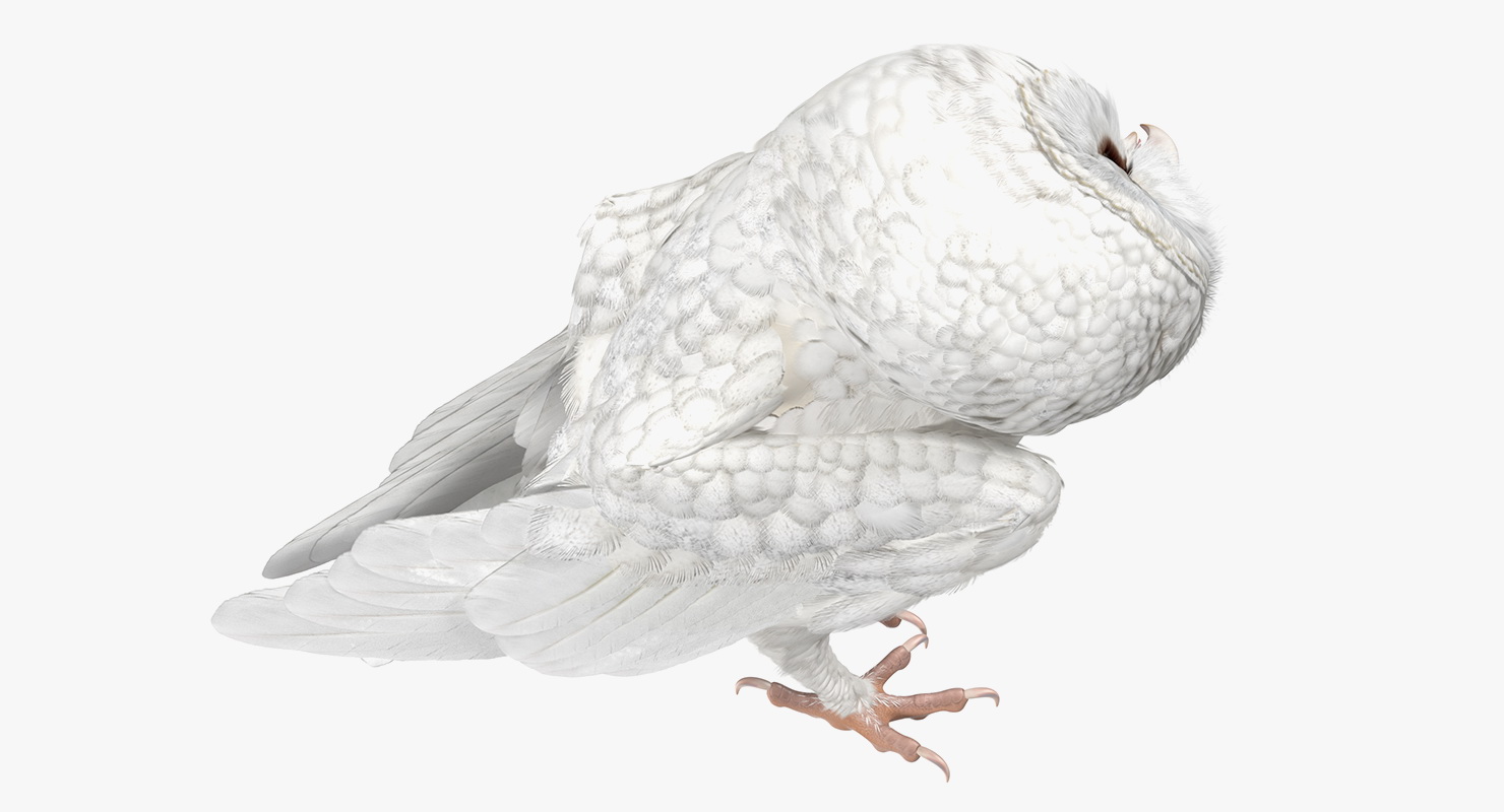 White Barn Owl 3D model