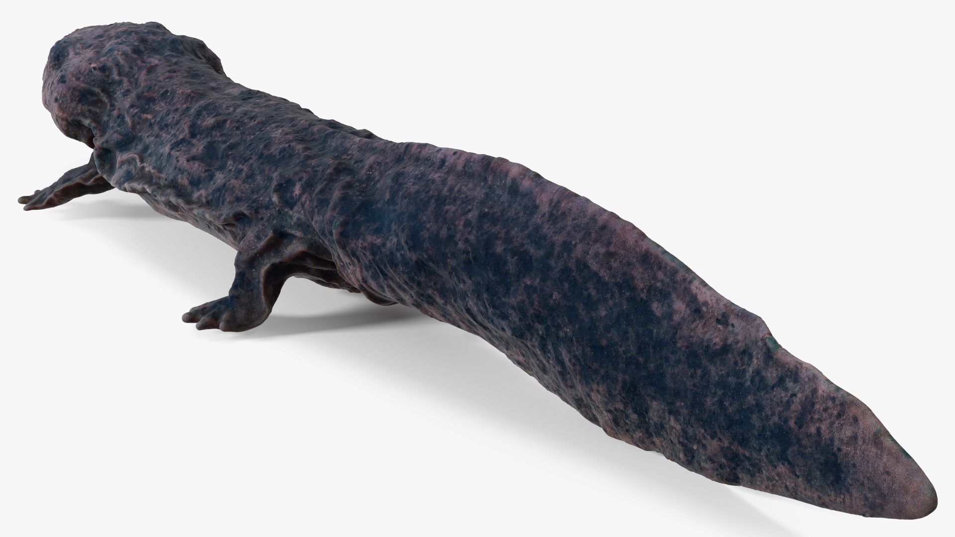 3D model Salamander Dark