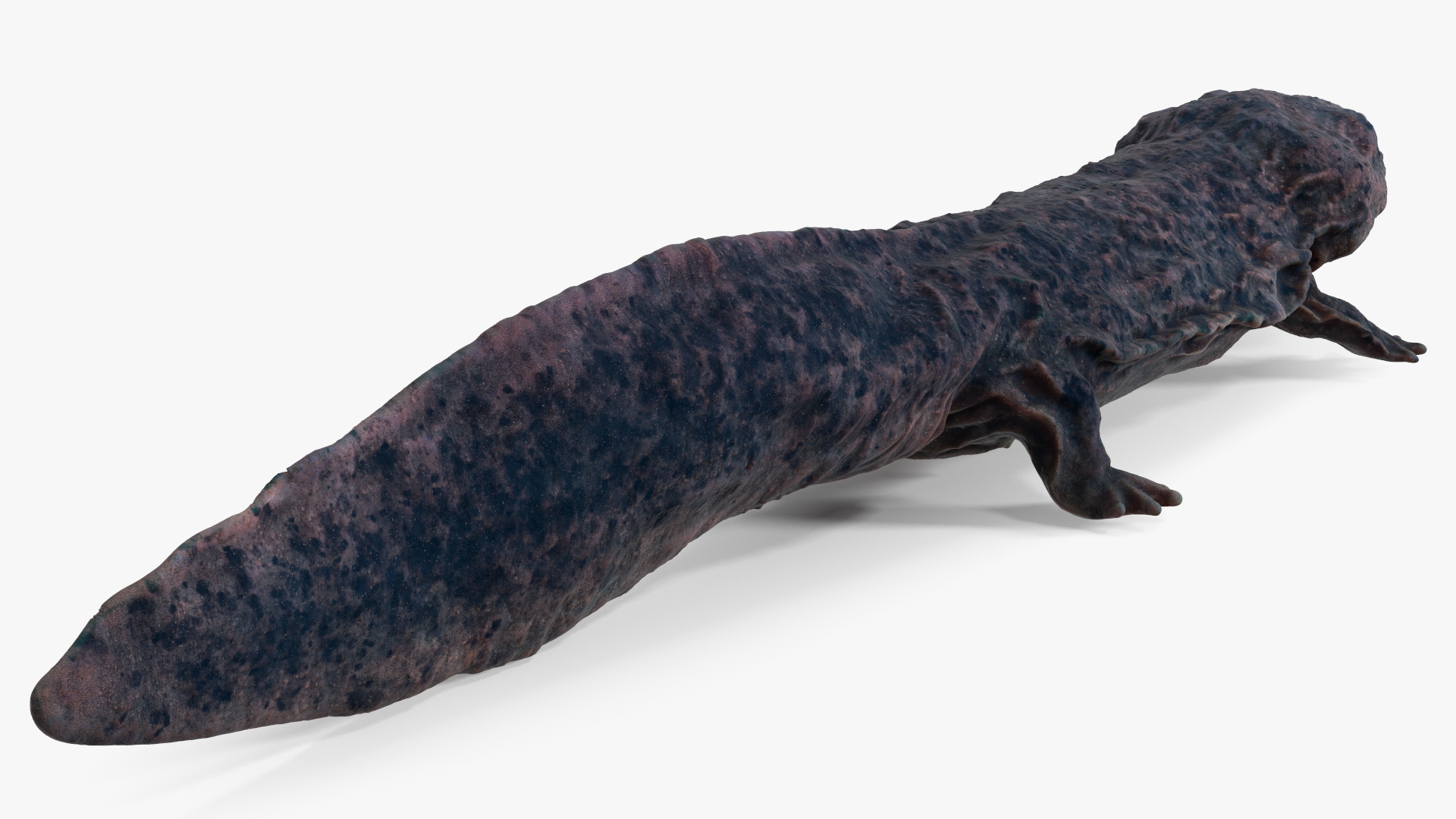 3D model Salamander Dark