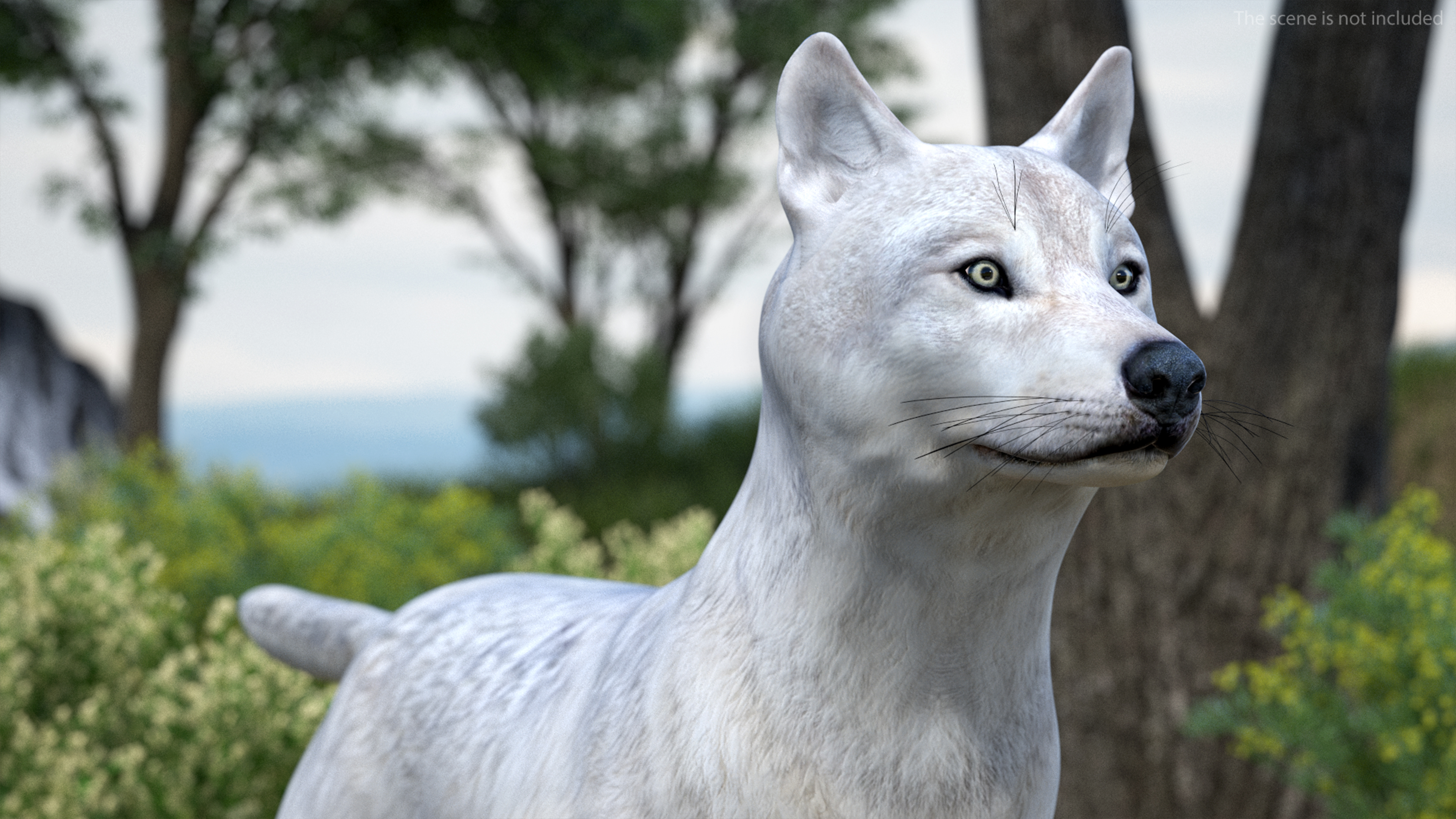 3D Canis Lupus Arctos model