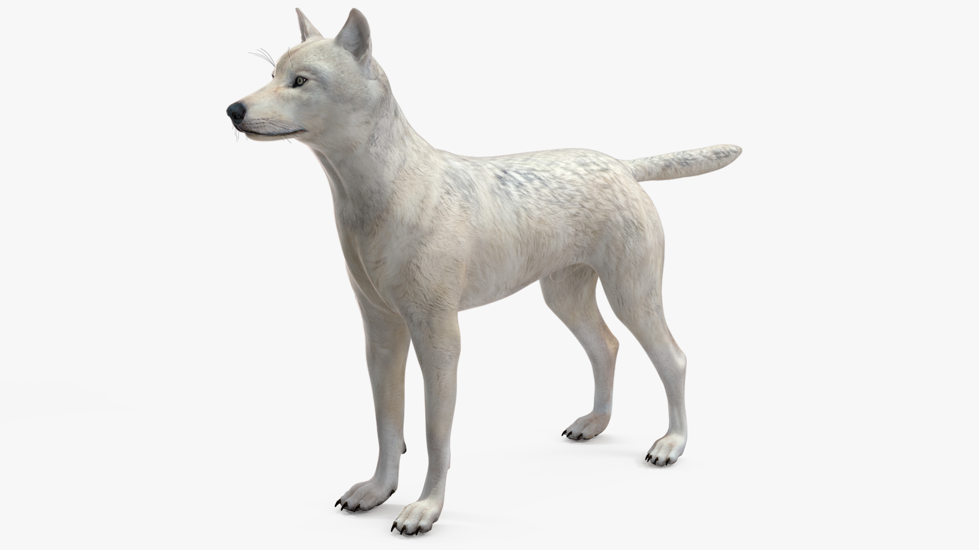 3D Canis Lupus Arctos model