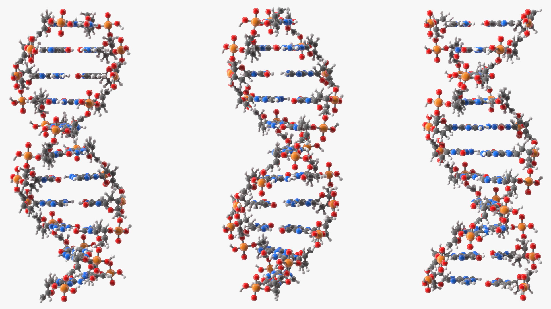 3D model B Form DNA Structure