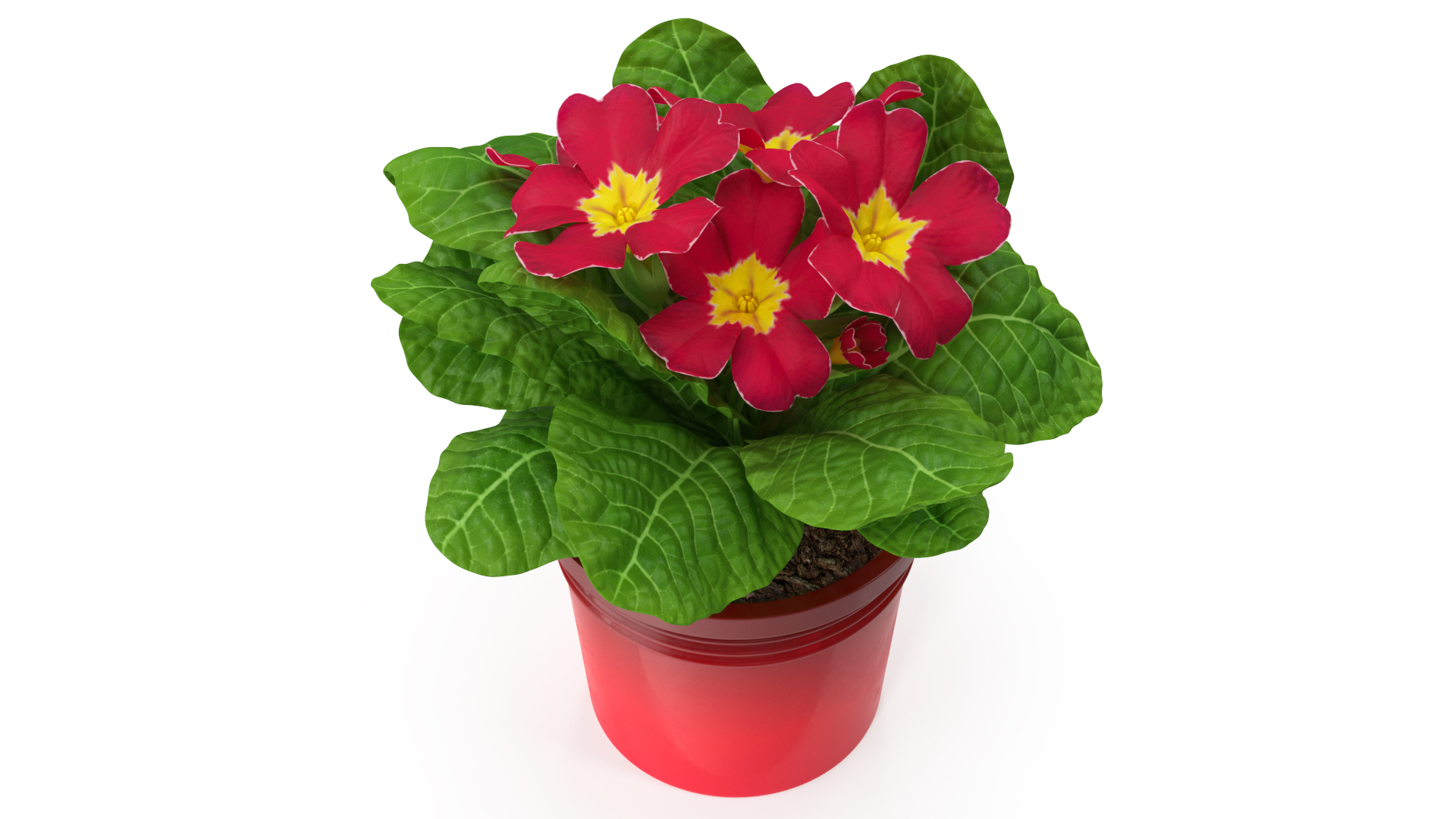 Red Potted Primrose 3D model