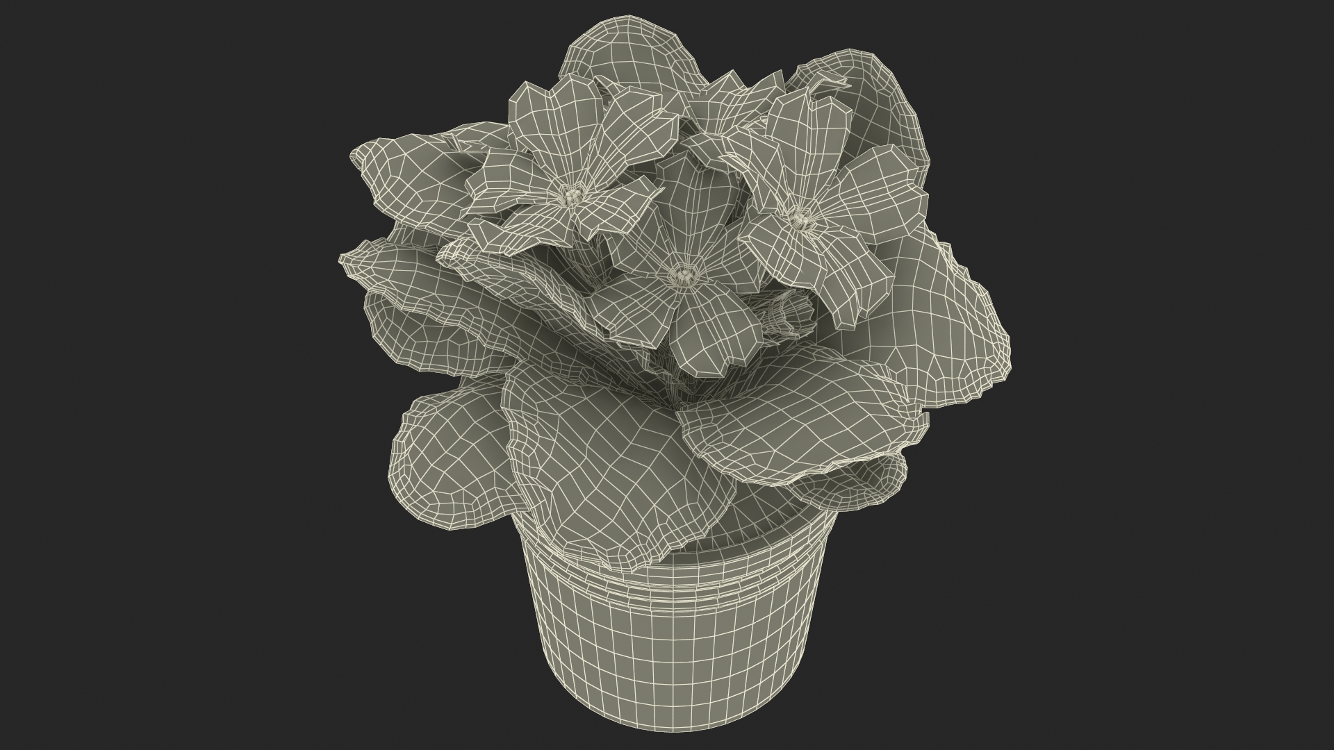 Red Potted Primrose 3D model