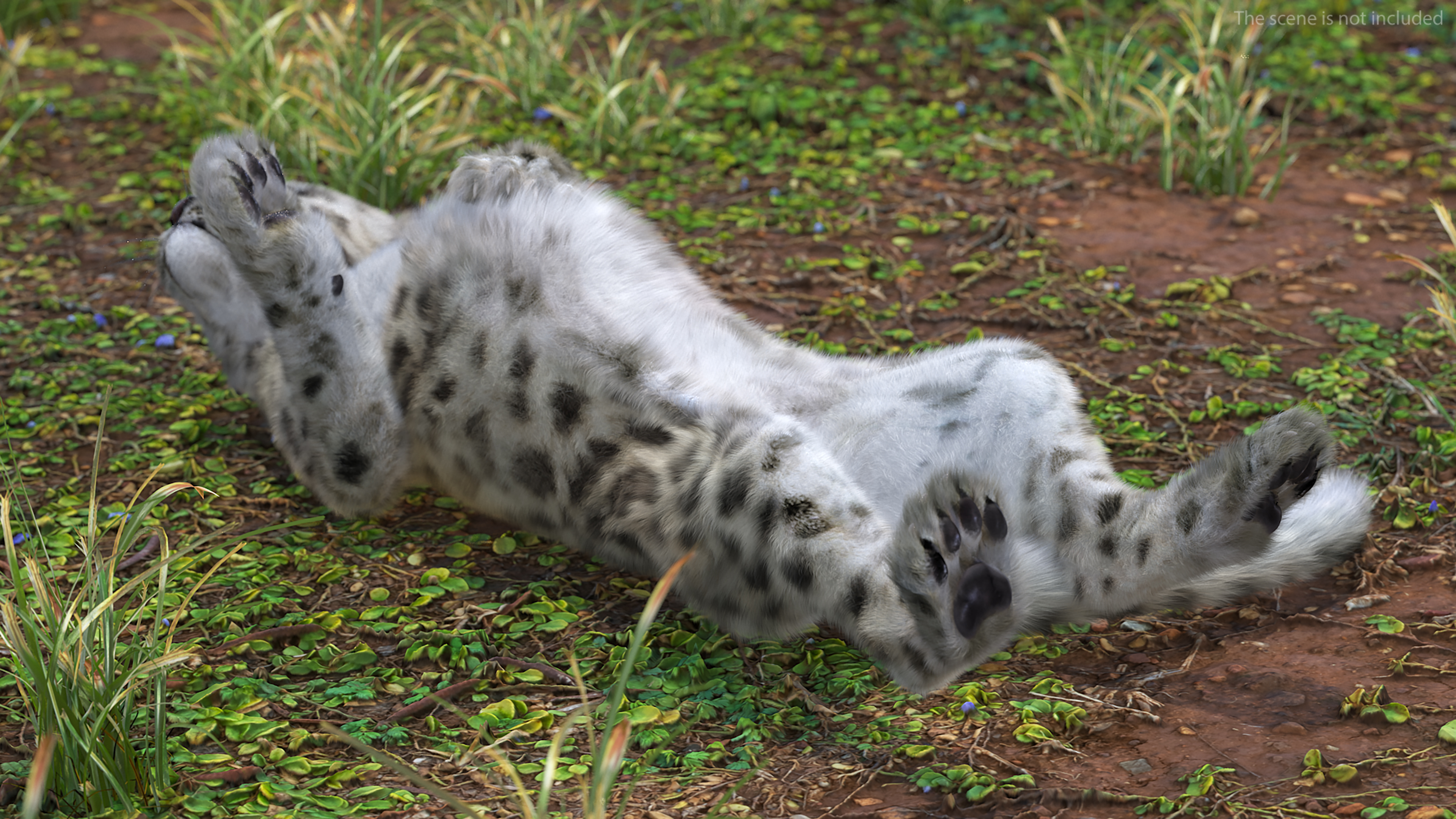 Snow Leopard Cub in Lying Playful Pose Fur 3D