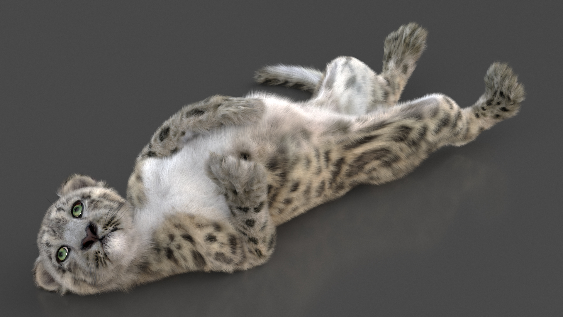 Snow Leopard Cub in Lying Playful Pose Fur 3D