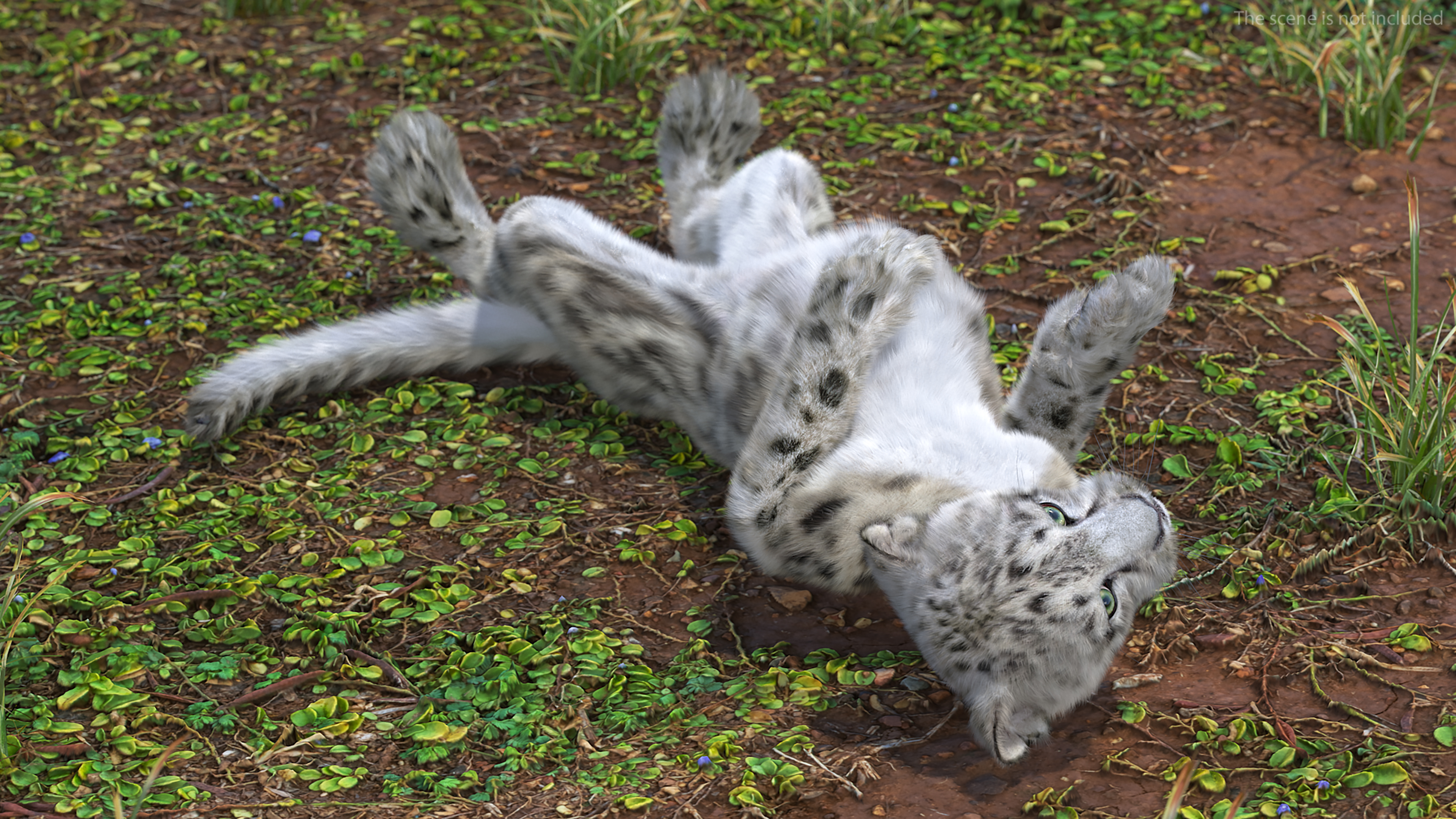 Snow Leopard Cub in Lying Playful Pose Fur 3D