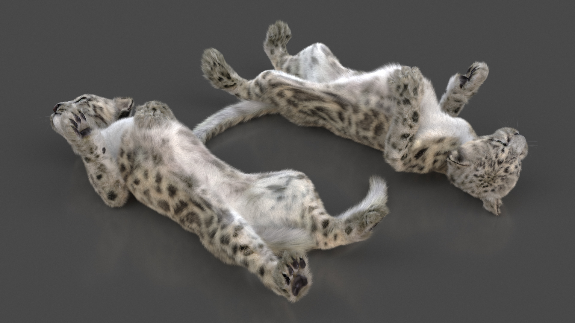 Snow Leopard Cub in Lying Playful Pose Fur 3D