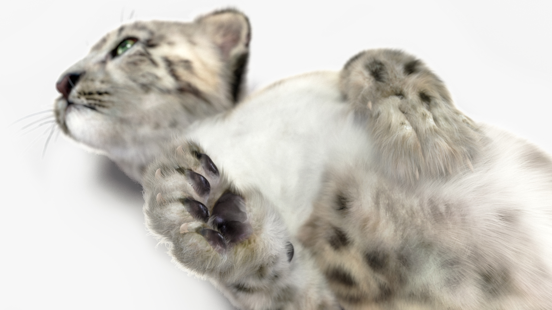 Snow Leopard Cub in Lying Playful Pose Fur 3D