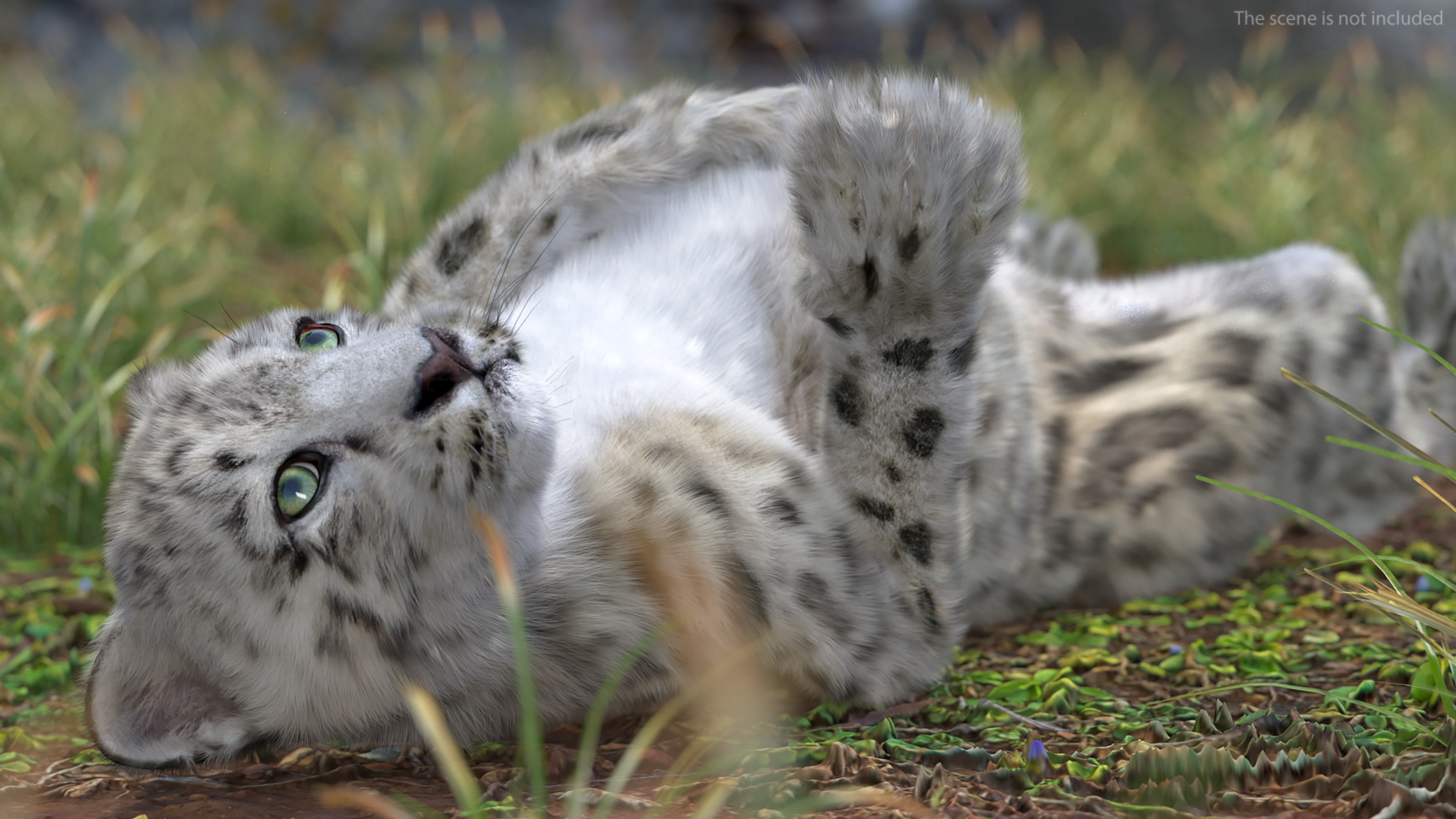 Snow Leopard Cub in Lying Playful Pose Fur 3D