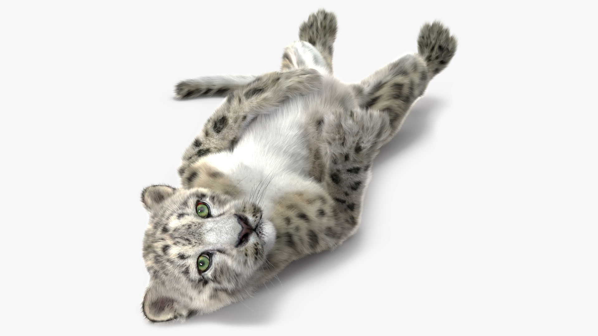 Snow Leopard Cub in Lying Playful Pose Fur 3D