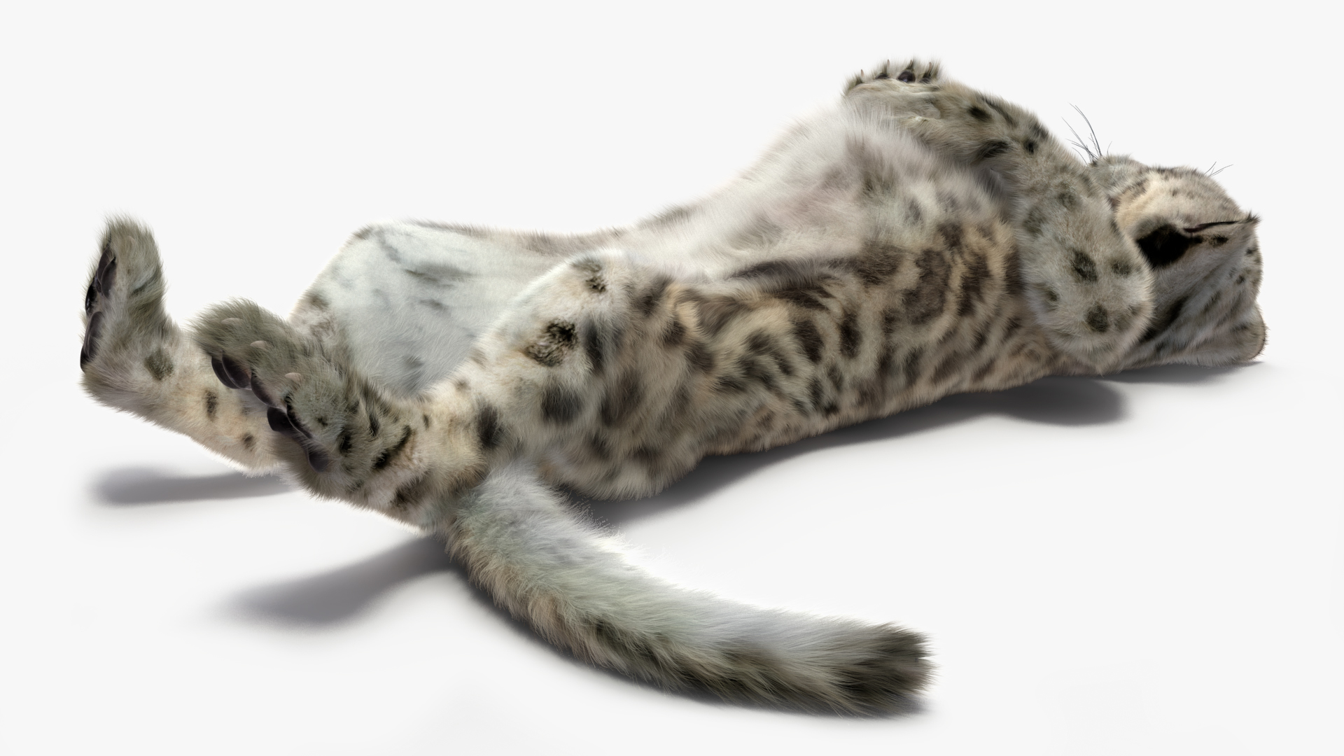 Snow Leopard Cub in Lying Playful Pose Fur 3D