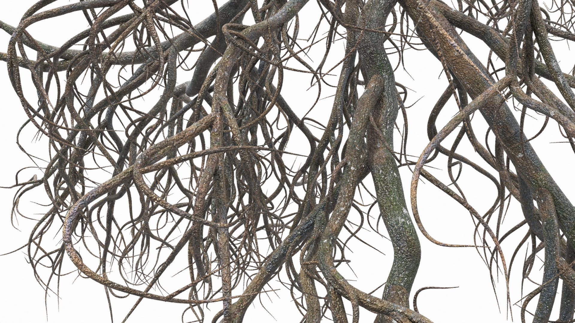 3D model Tree Roots