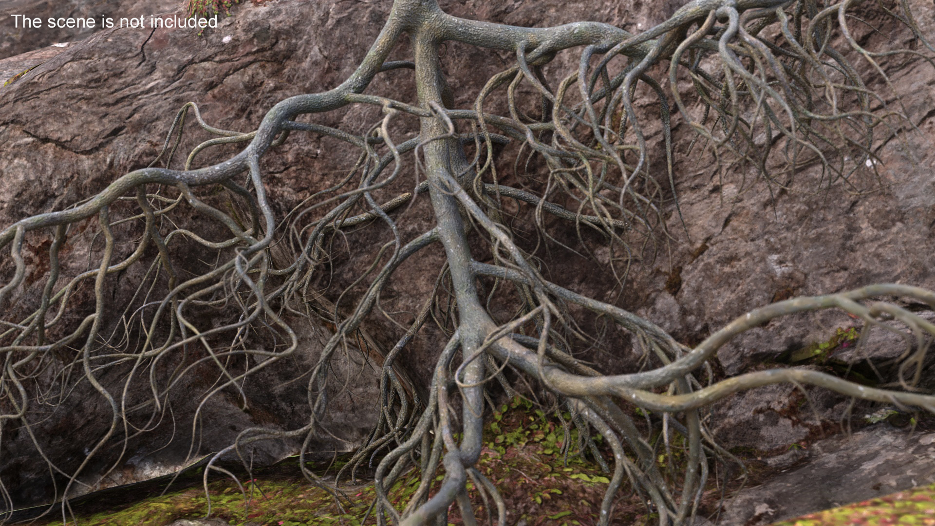 3D model Tree Roots