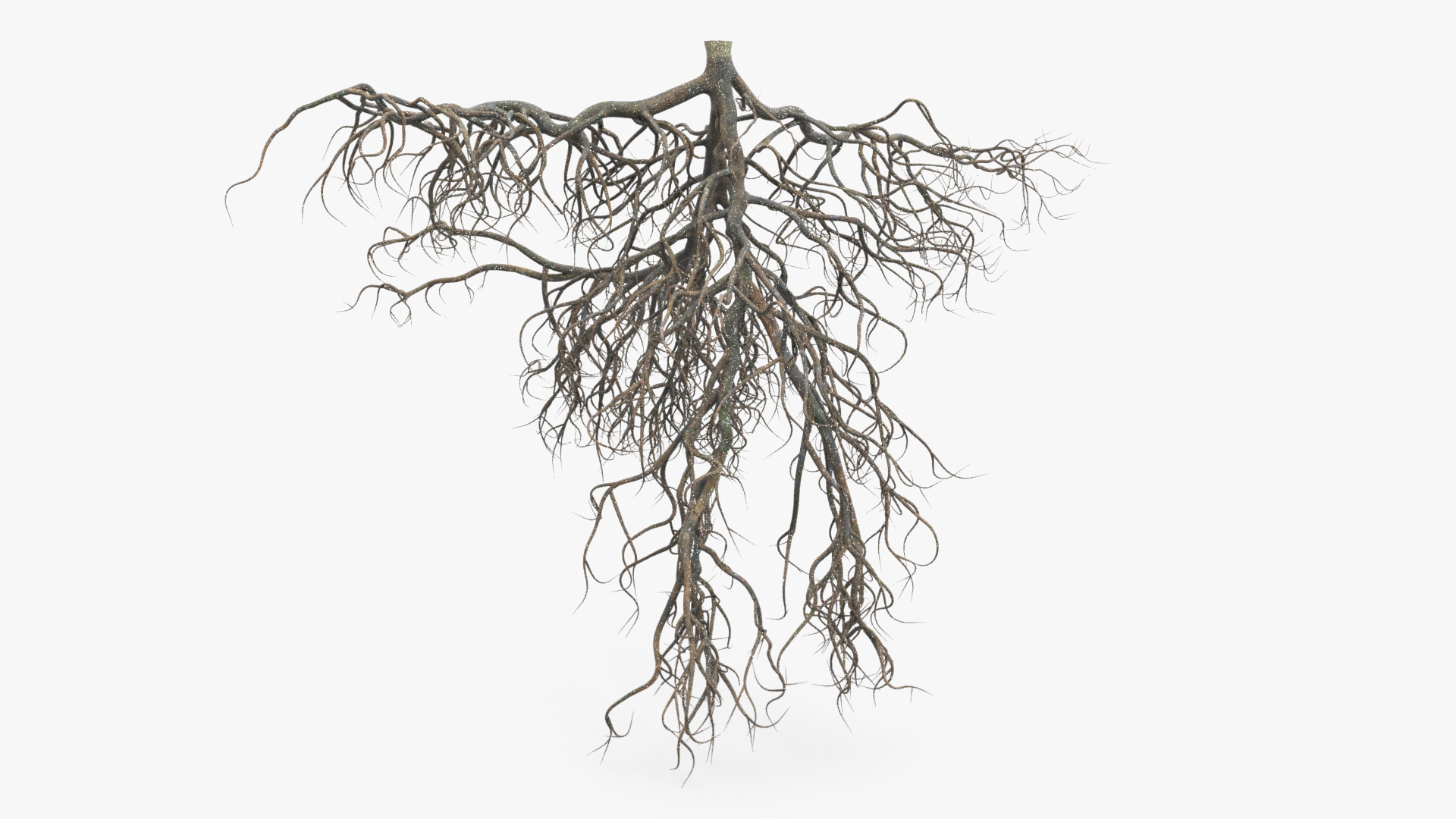 3D model Tree Roots