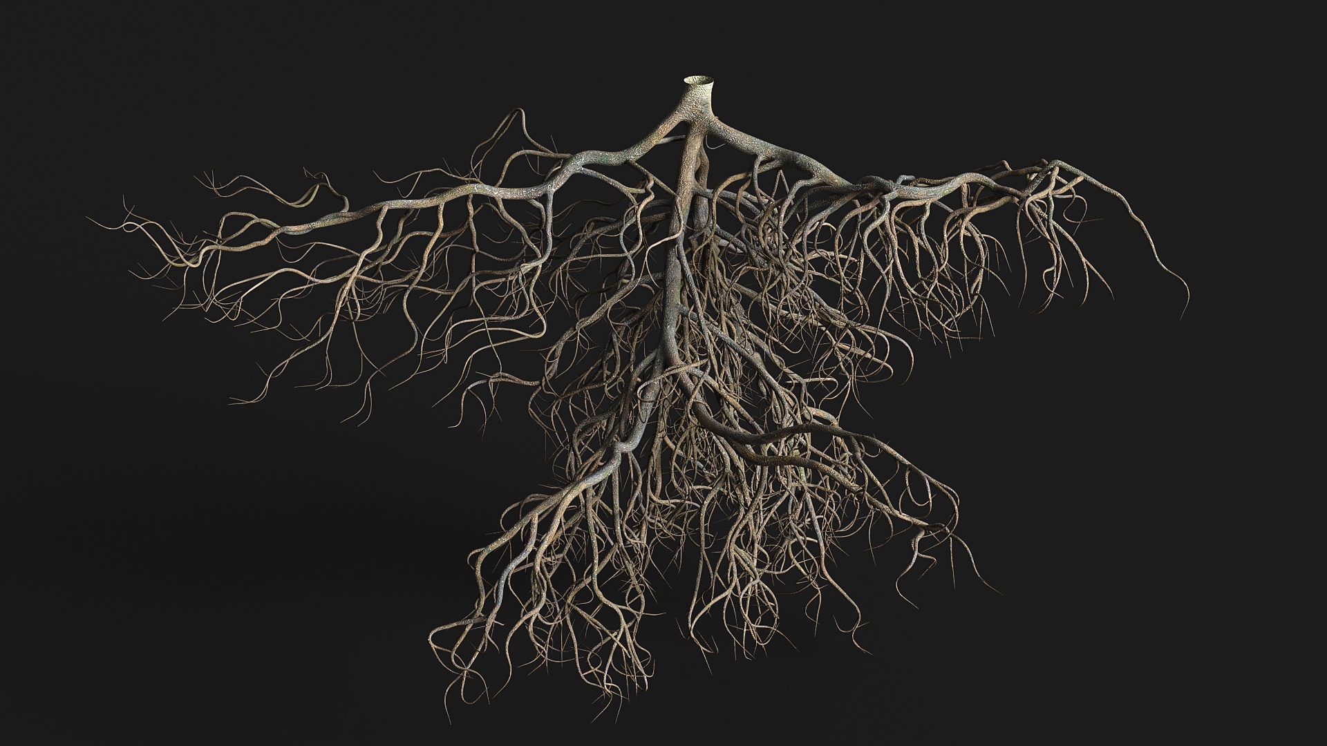 3D model Tree Roots