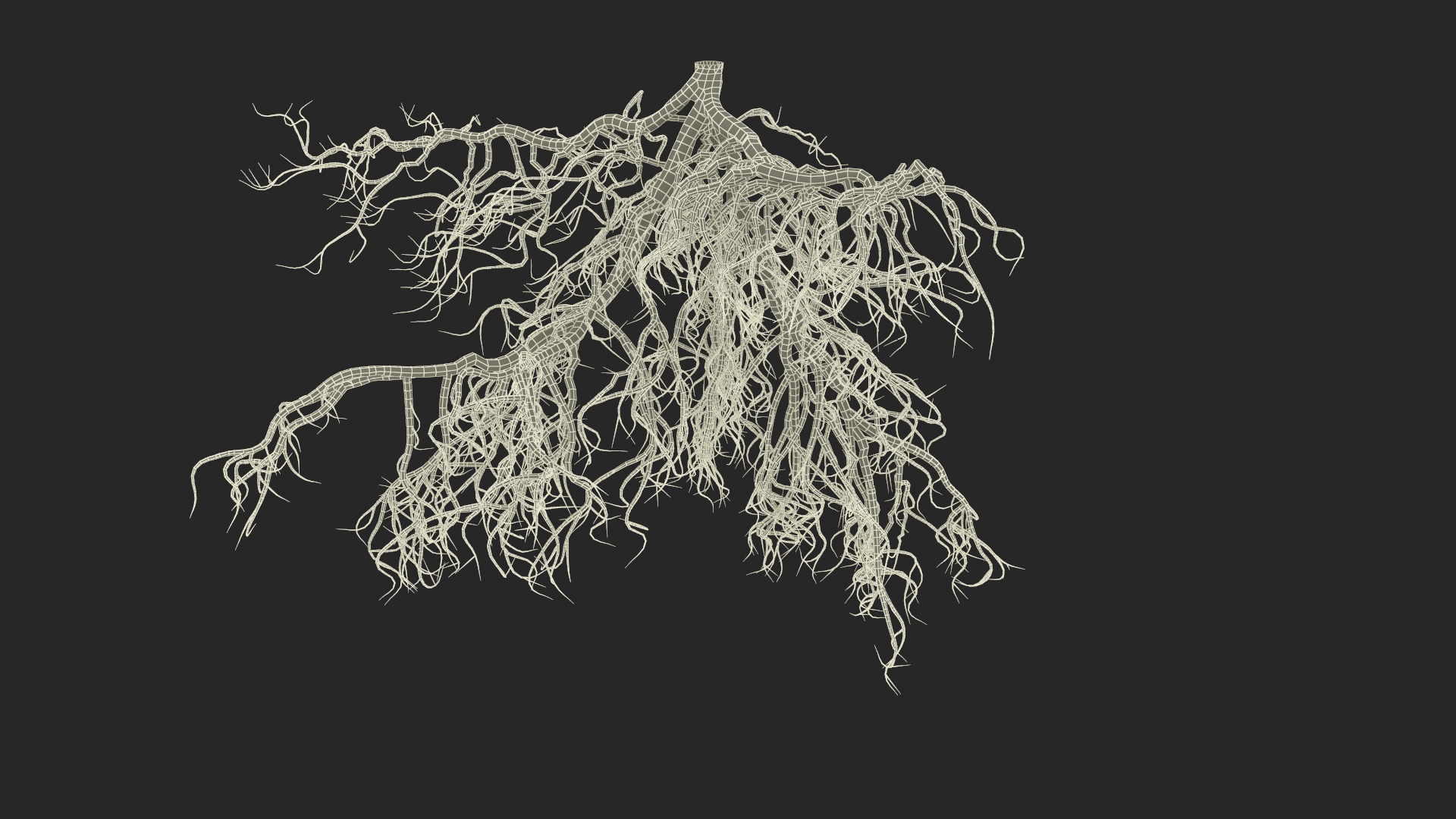 3D model Tree Roots