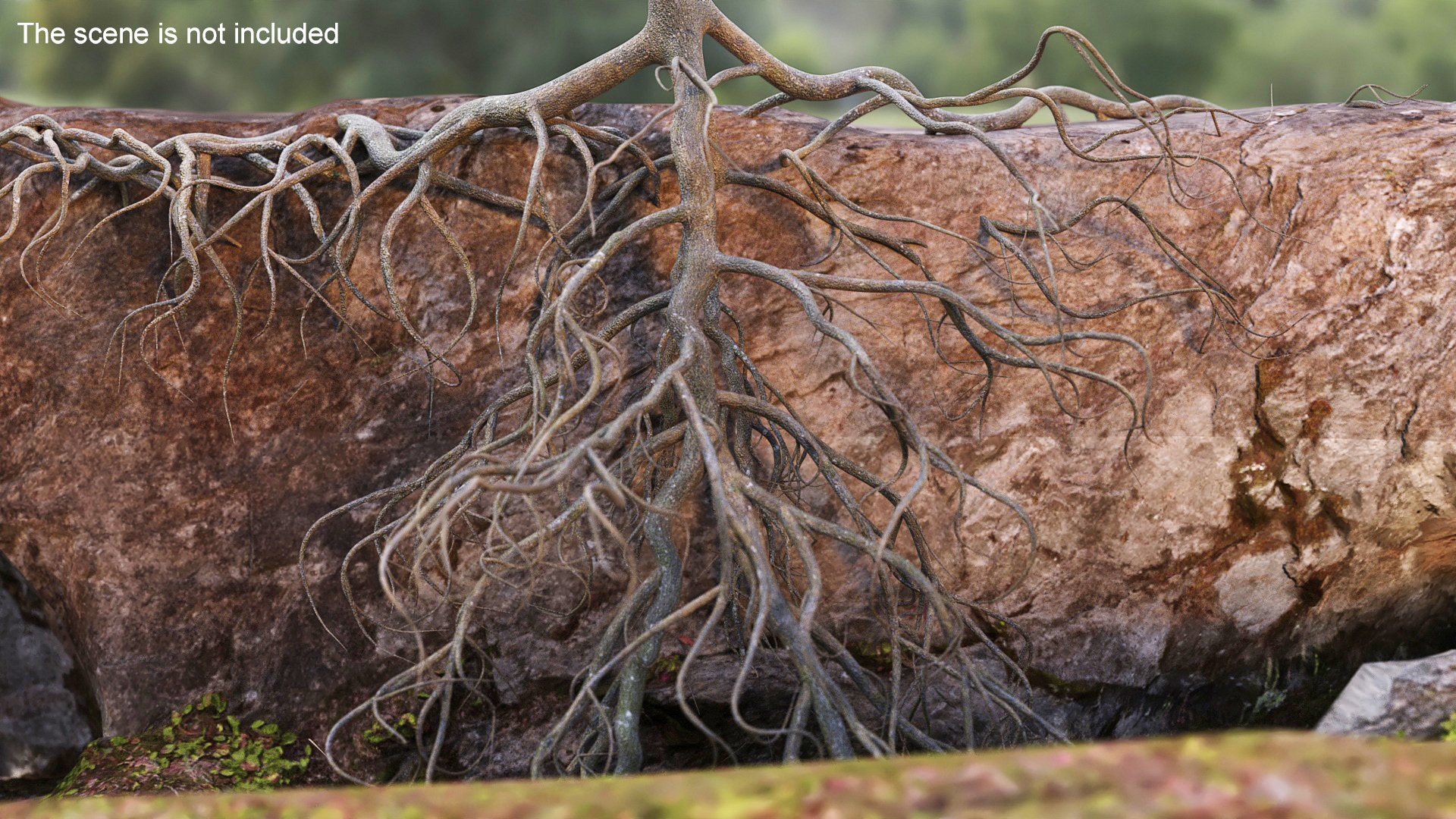 3D model Tree Roots