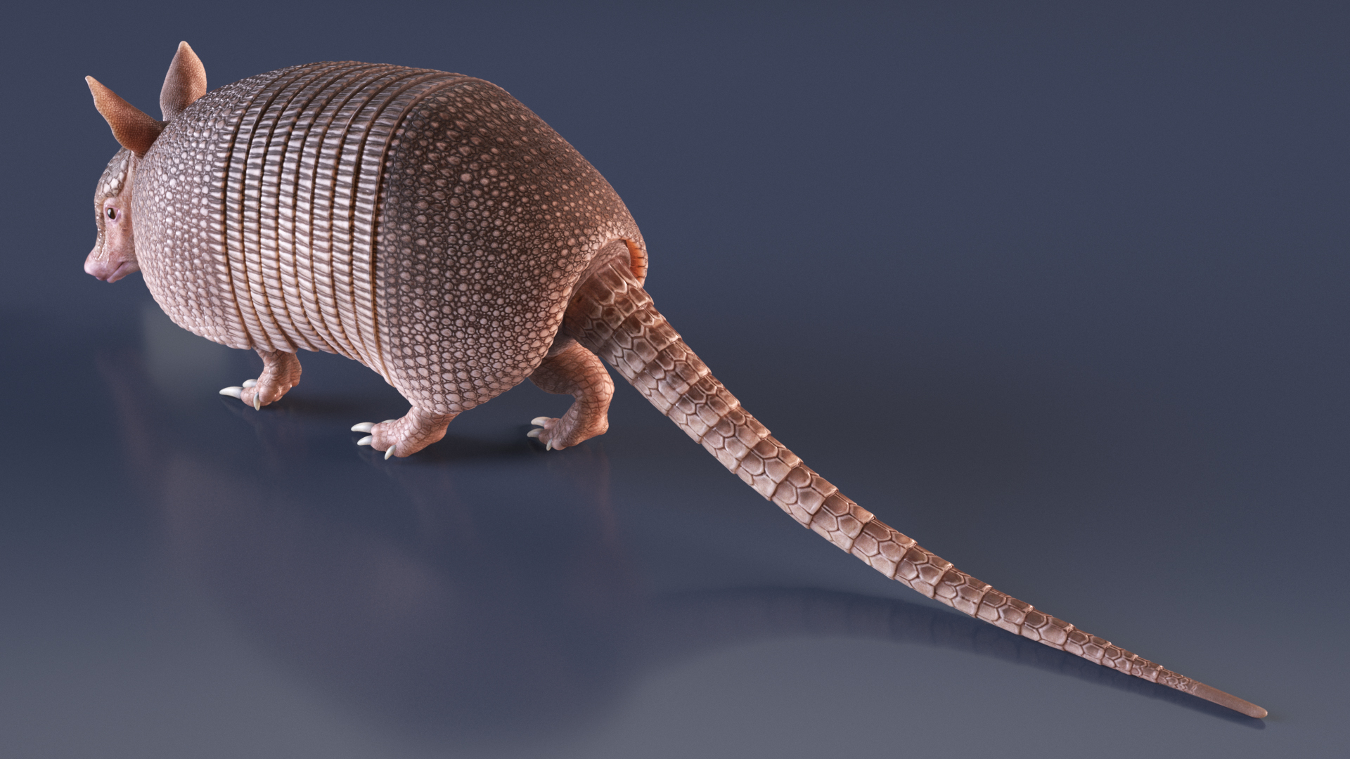 3D model Armadillo Pink Rigged for Cinema 4D