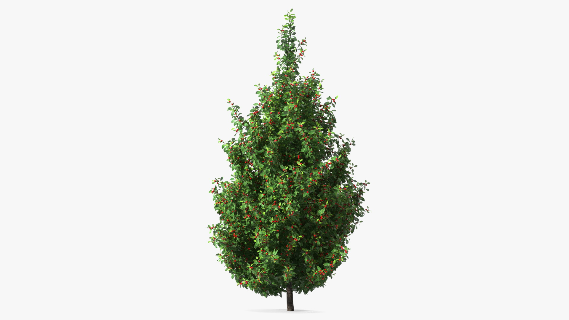 3D Holly Tree with Berries model