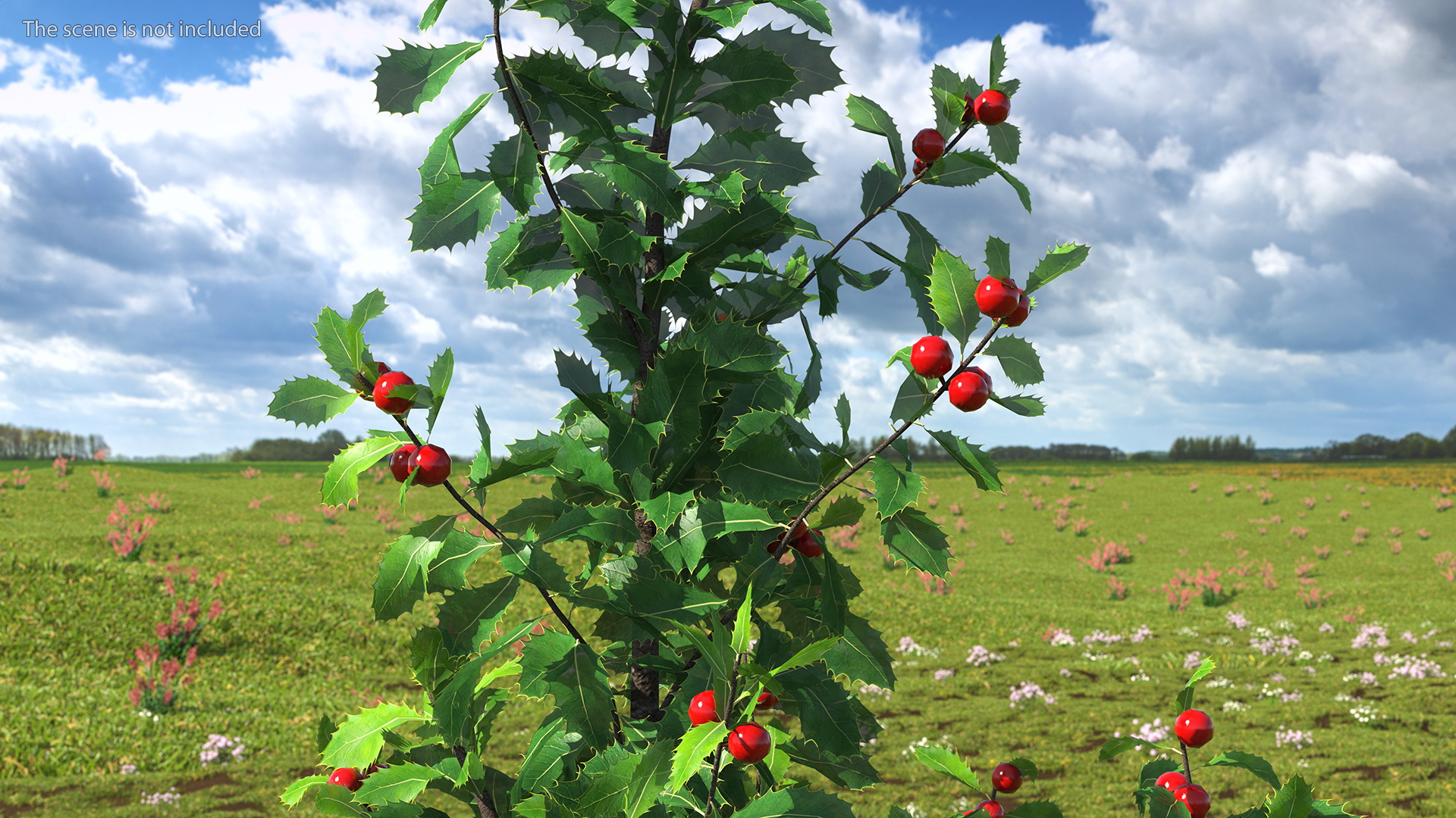 3D Holly Tree with Berries model