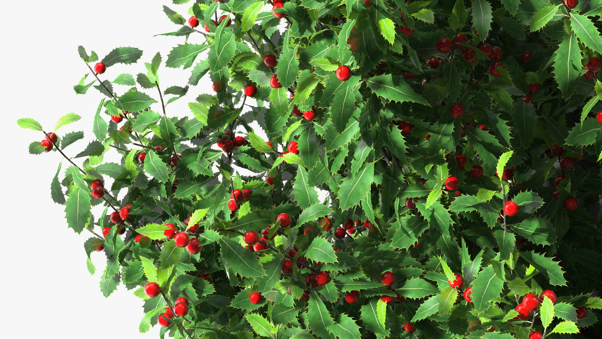 3D Holly Tree with Berries model