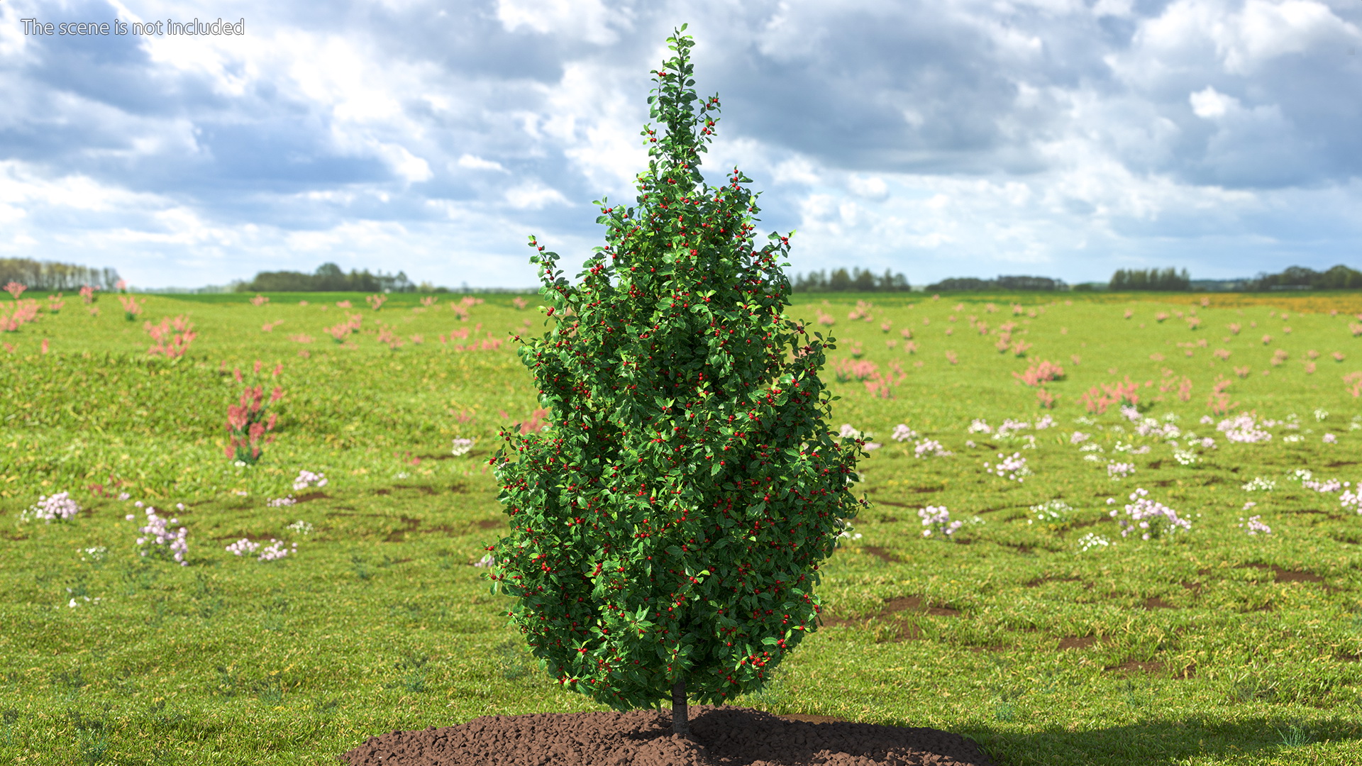 3D Holly Tree with Berries model