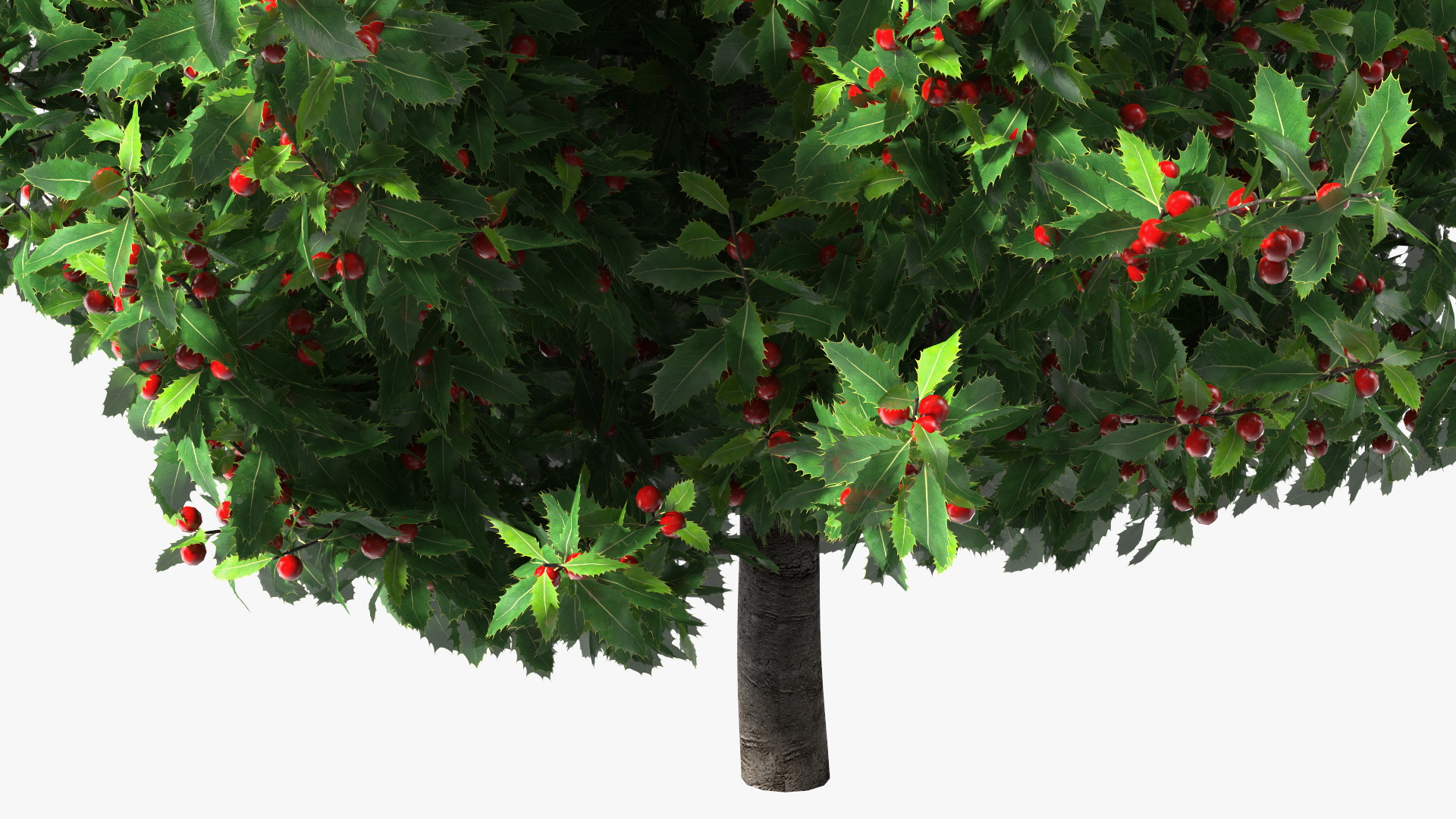 3D Holly Tree with Berries model