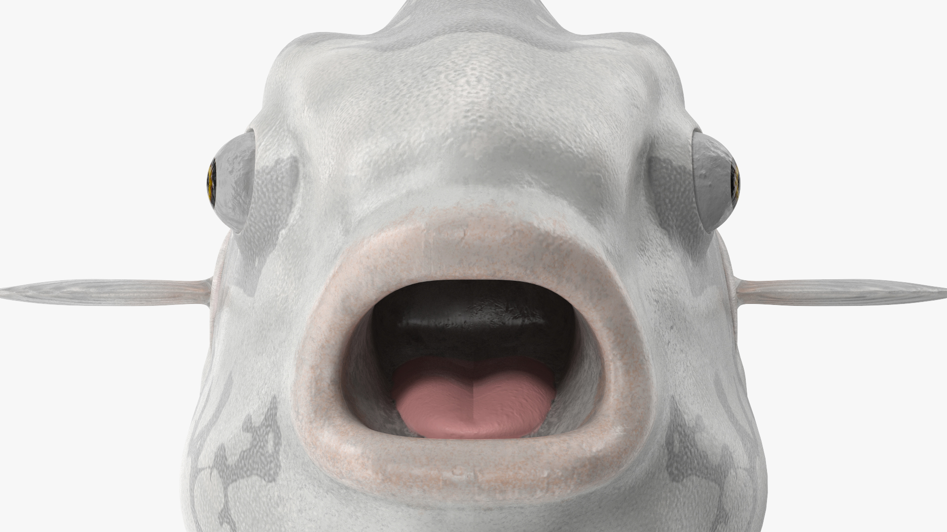 3D model Mola Mola Ocean Sunfish Rigged