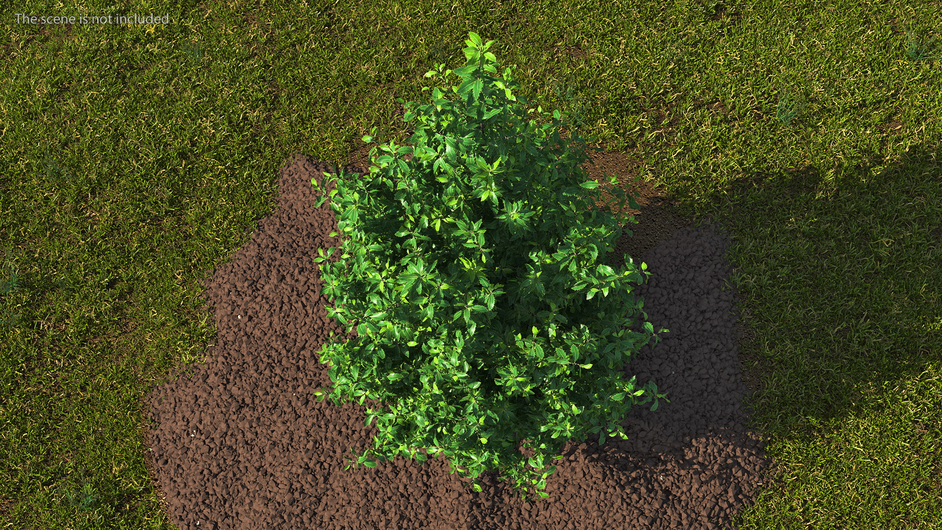 3D model Holly Tree