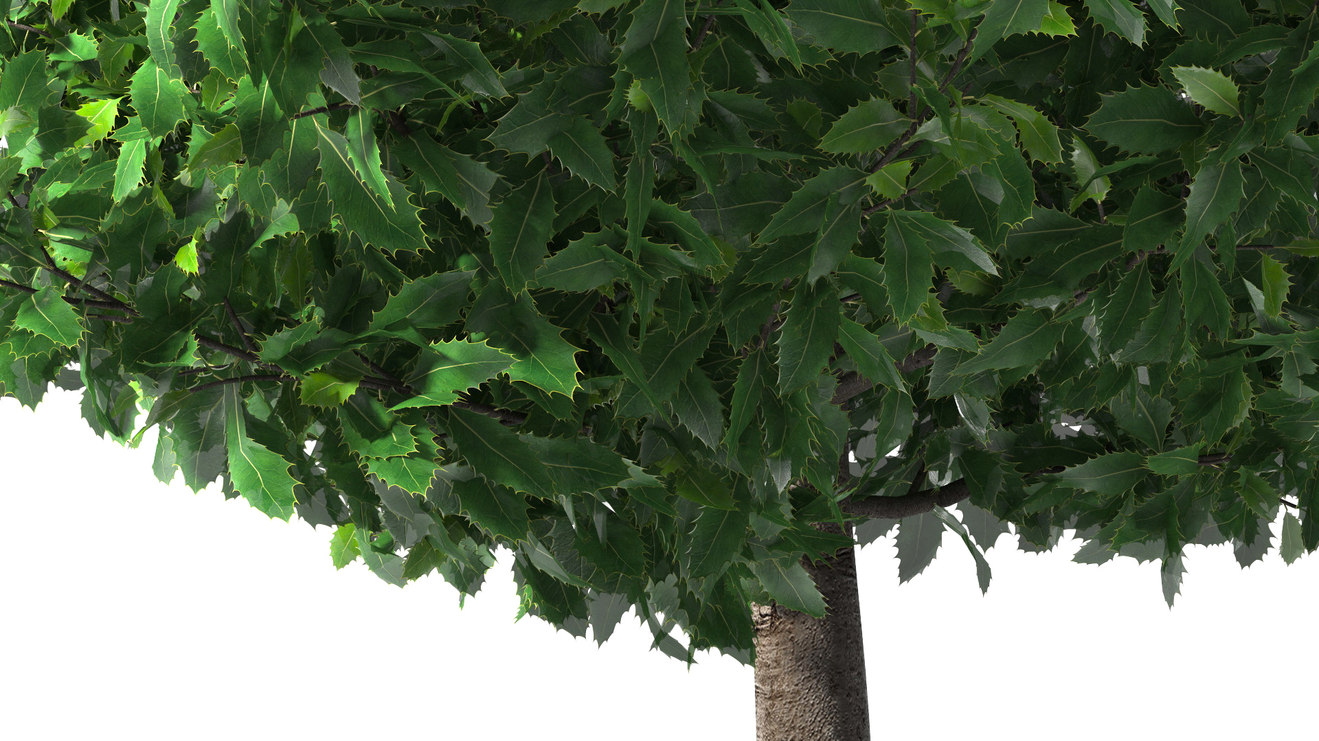 3D model Holly Tree