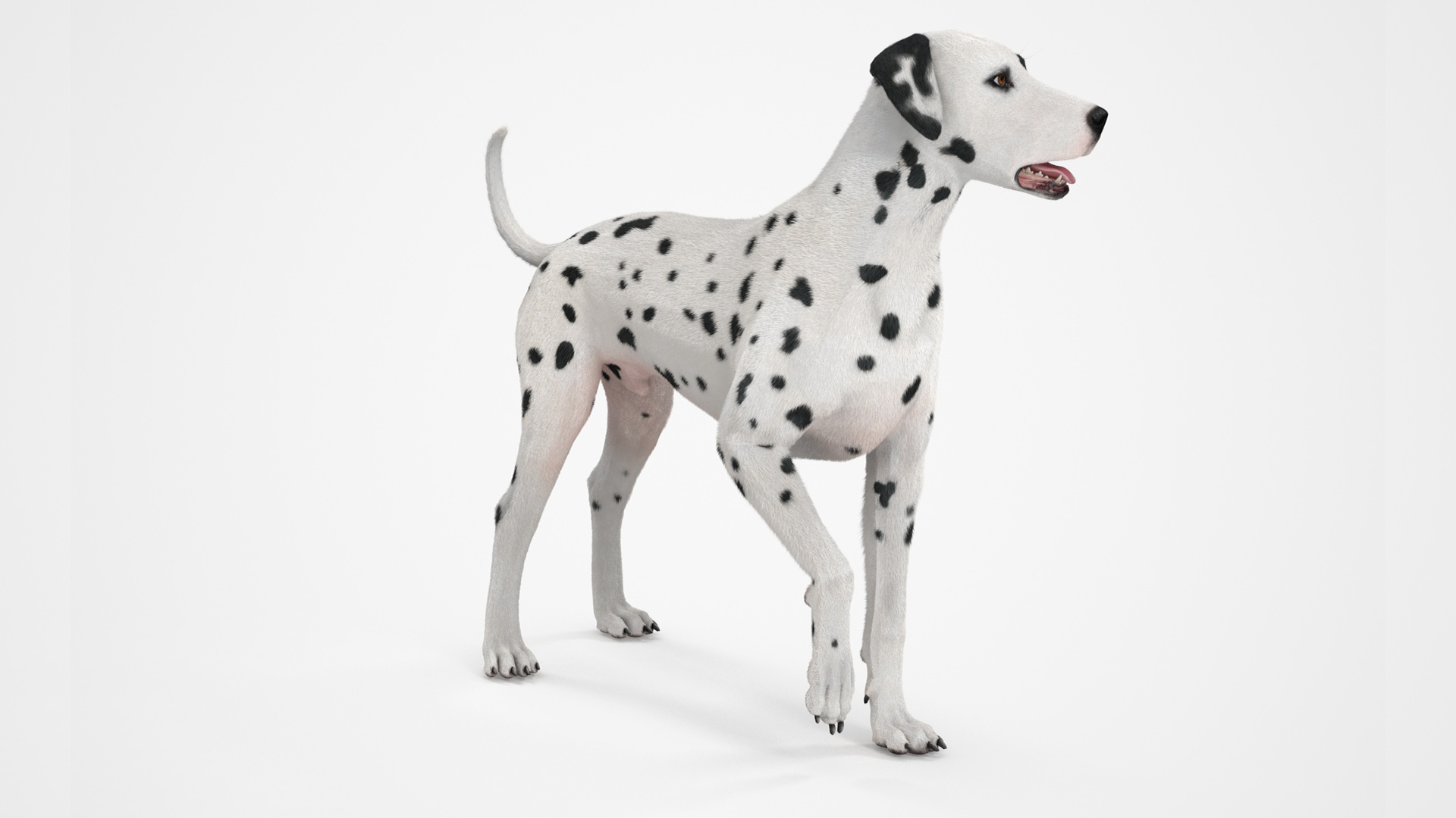 3D Dalmatian Dog Standing Pose Fur