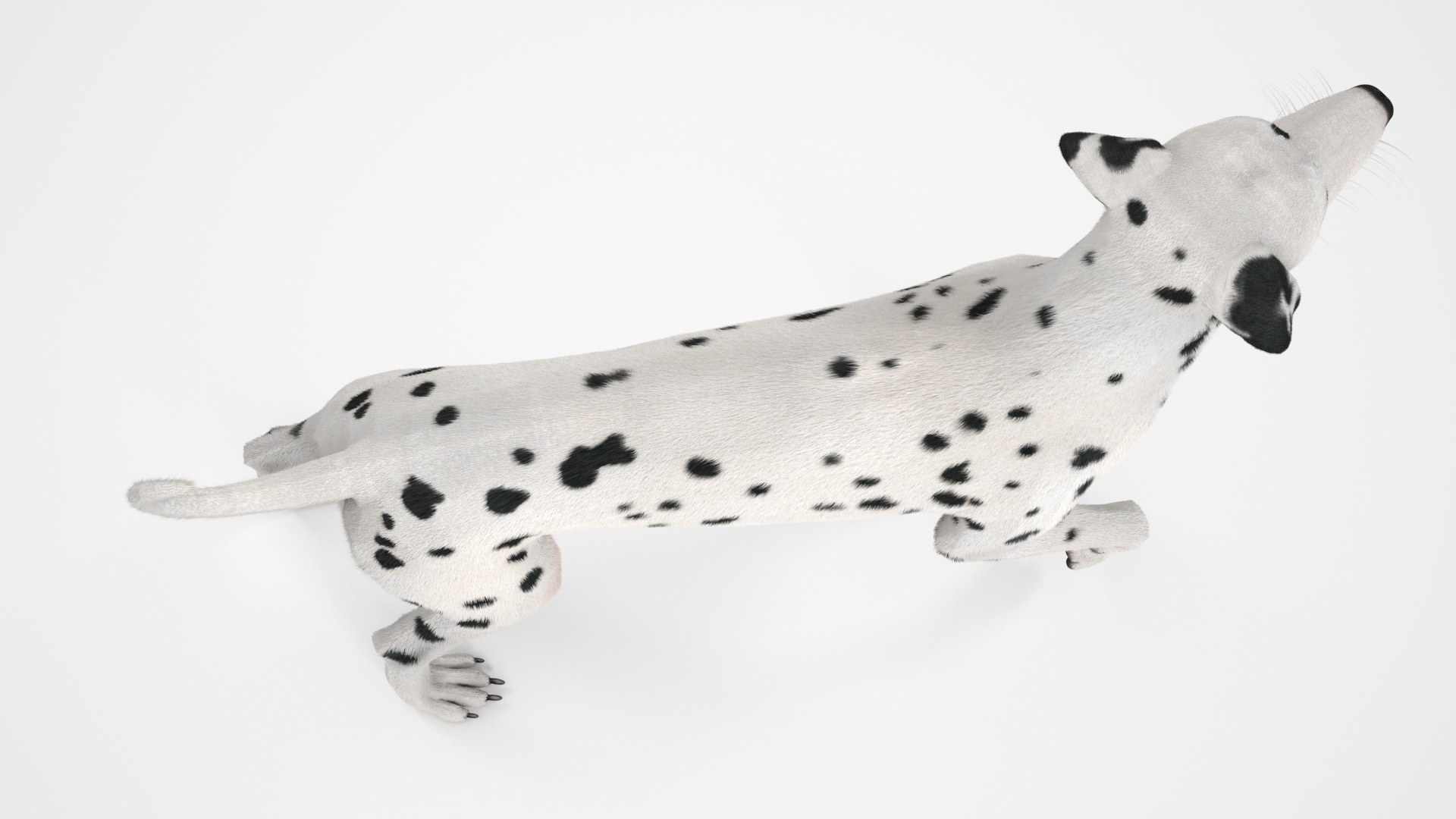 3D Dalmatian Dog Standing Pose Fur