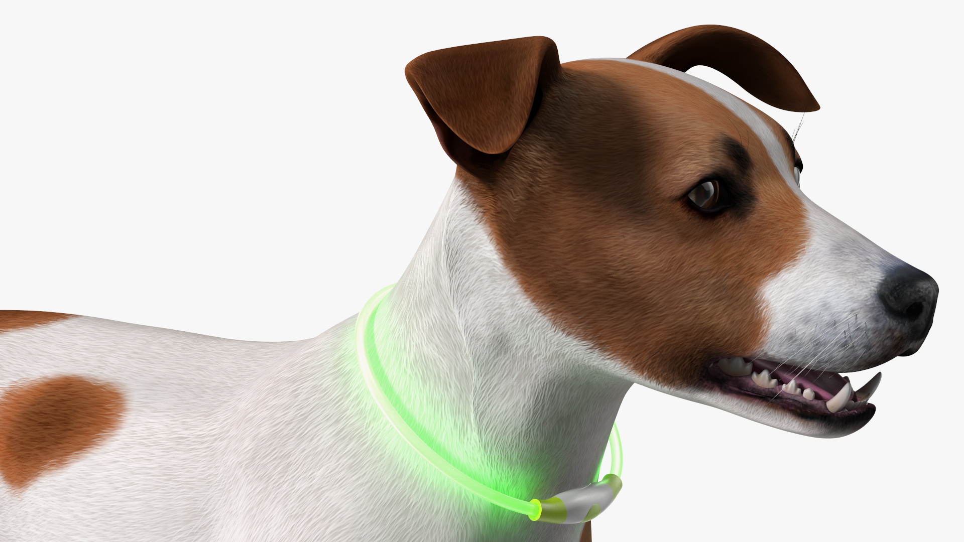 3D Jack Russell Terrier with LED Collar