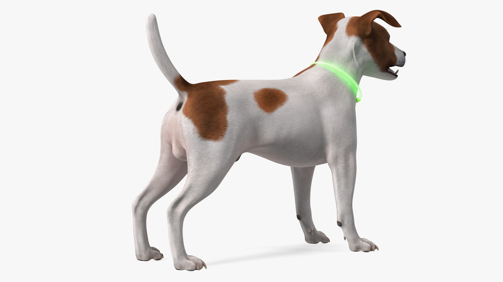 3D Jack Russell Terrier with LED Collar