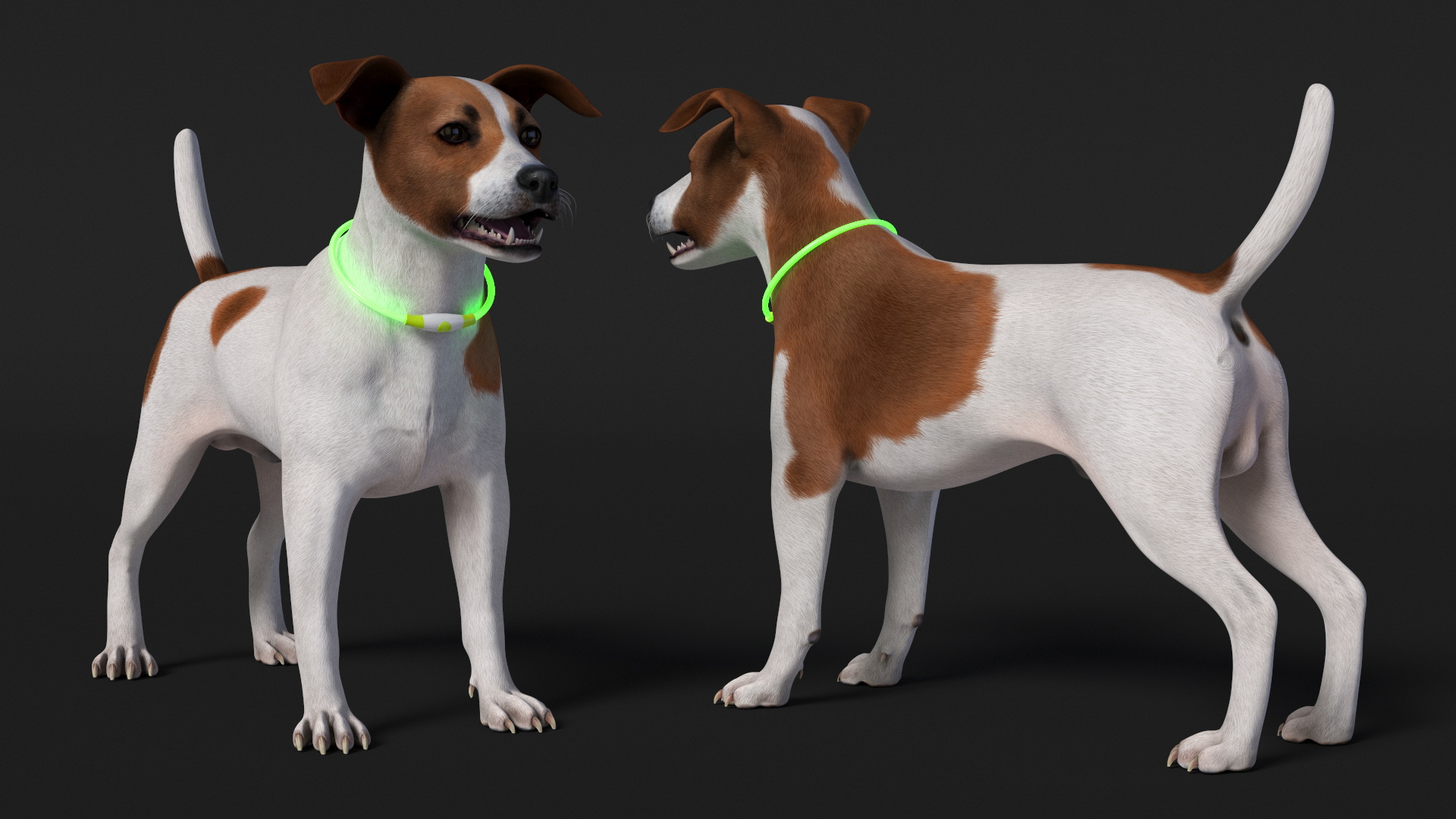 3D Jack Russell Terrier with LED Collar