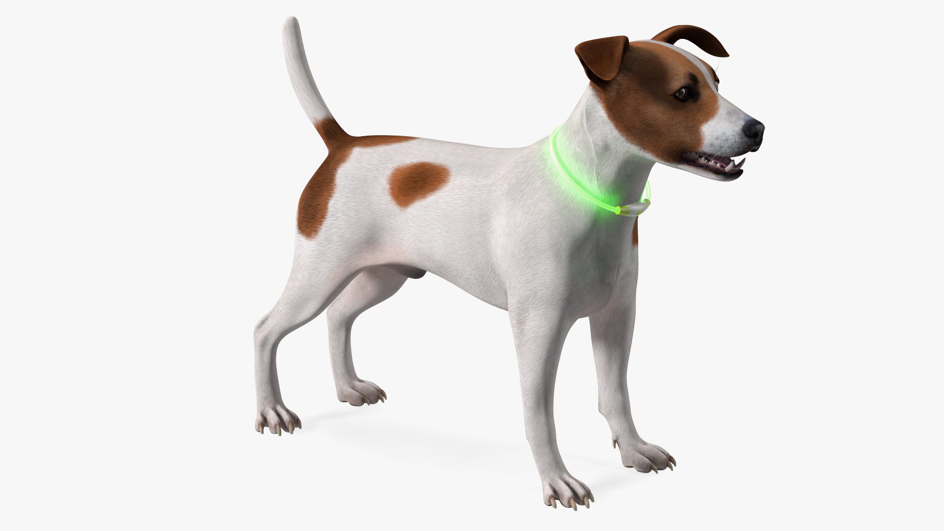 3D Jack Russell Terrier with LED Collar